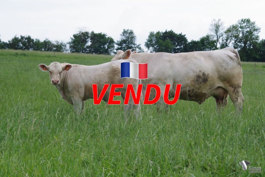 <b style="color:#FF0000">VENDU au GAEC GAUTHE (58 - France)</b><br /><b>SENEGAL</b><br />Né le : 28/10/2021<br /><b>"Un fils de NOBEL PP sans-cornes né petit et équilibré sur une bonne famille maternelle !"</b><br />"A polled son of NOBEL PP that was born small and balanced over a good maternal family!"<br /><i>"¡Un hijo sin cuernos de NOBEL PP nacido pequeño y equilibrado en una buena familia materna!"</i><br /><img src="https://www.simongenetic.com/wp-content/uploads/2021/01/icon-pdf.png" /> <a class="img-wrap-spe" href="https://www.simongenetic.com/wp-content/uploads/2022/05/senegallag.pdf" target="_blank" rel="noopener">Pédigrée ici</a><br /><img src="https://www.simongenetic.com/wp-content/uploads/2021/02/icon-call.png" /> <a class="img-wrap-spe" href="https://www.simongenetic.com/contact?subj-obj=lagowllection2022-senegallag" target="_blank" rel="noopener">Je veux être contacté par Simon Genetic</a><br />