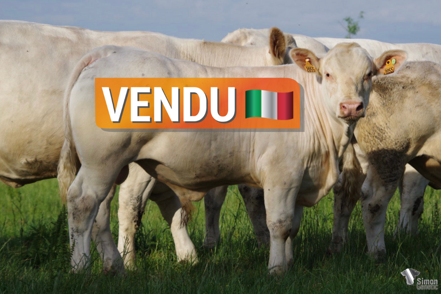 <b style="color:#FF0000">VENDU en Italie </b><br /><b>SERGENT</b><br />Né le : 05/10/2021<br /><b>"Un sans-cornes très complet issu d'un beau cumul de qualités maternelles et d'origines faciles à utiliser !"</b><br />"A very complete polled animal that comes from a beautiful combination of maternal qualities and easy-to-use origins!"<br /><i>"¡Un animal sin cuernos muy completo que proviene de una hermosa combinación de cualidades maternas y orígenes fáciles de usar!"</i><br /><img src="https://www.simongenetic.com/wp-content/uploads/2021/01/icon-pdf.png" /> <a class="img-wrap-spe" href="https://www.simongenetic.com/wp-content/uploads/2022/05/sergentlag2055.pdf" target="_blank" rel="noopener">Pédigrée ici</a><br /><img src="https://www.simongenetic.com/wp-content/uploads/2021/02/icon-call.png" /> <a class="img-wrap-spe" href="https://www.simongenetic.com/contact?subj-obj=lagowllection2022-sergentlag2055" target="_blank" rel="noopener">Je veux être contacté par Simon Genetic</a><br />