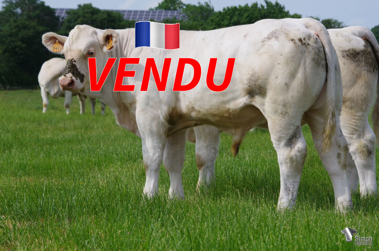 <b style="color:#FF0000">VENDU au GAEC LERAT (36 - France)</b><br /><b>SPIROU</b><br />Né le : 11/11/2021<br /><b>"Un des tous premiers fils de NINAS dans l'élevage au profil sans-cornes très intéressant : des facilités de naissance et des qualités maternelles !"</b><br />"One of the very first sons of NINAS in the herd with a very interesting polled profile: with easy calving and maternal qualities!"<br /><i>"Uno de los primeros hijos de NINAS en la ganadería con un perfil sin cuernos muy interesante: ¡facilidades de nacimiento y cualidades maternas!"</i><br /><img src="https://www.simongenetic.com/wp-content/uploads/2021/01/icon-pdf.png" /> <a class="img-wrap-spe" href="https://www.simongenetic.com/wp-content/uploads/2022/05/spiroulag.pdf" target="_blank" rel="noopener">Pédigrée ici</a><br /><img src="https://www.simongenetic.com/wp-content/uploads/2021/02/icon-call.png" /> <a class="img-wrap-spe" href="https://www.simongenetic.com/contact?subj-obj=lagowllection2022-spiroulag" target="_blank" rel="noopener">Je veux être contacté par Simon Genetic</a><br />