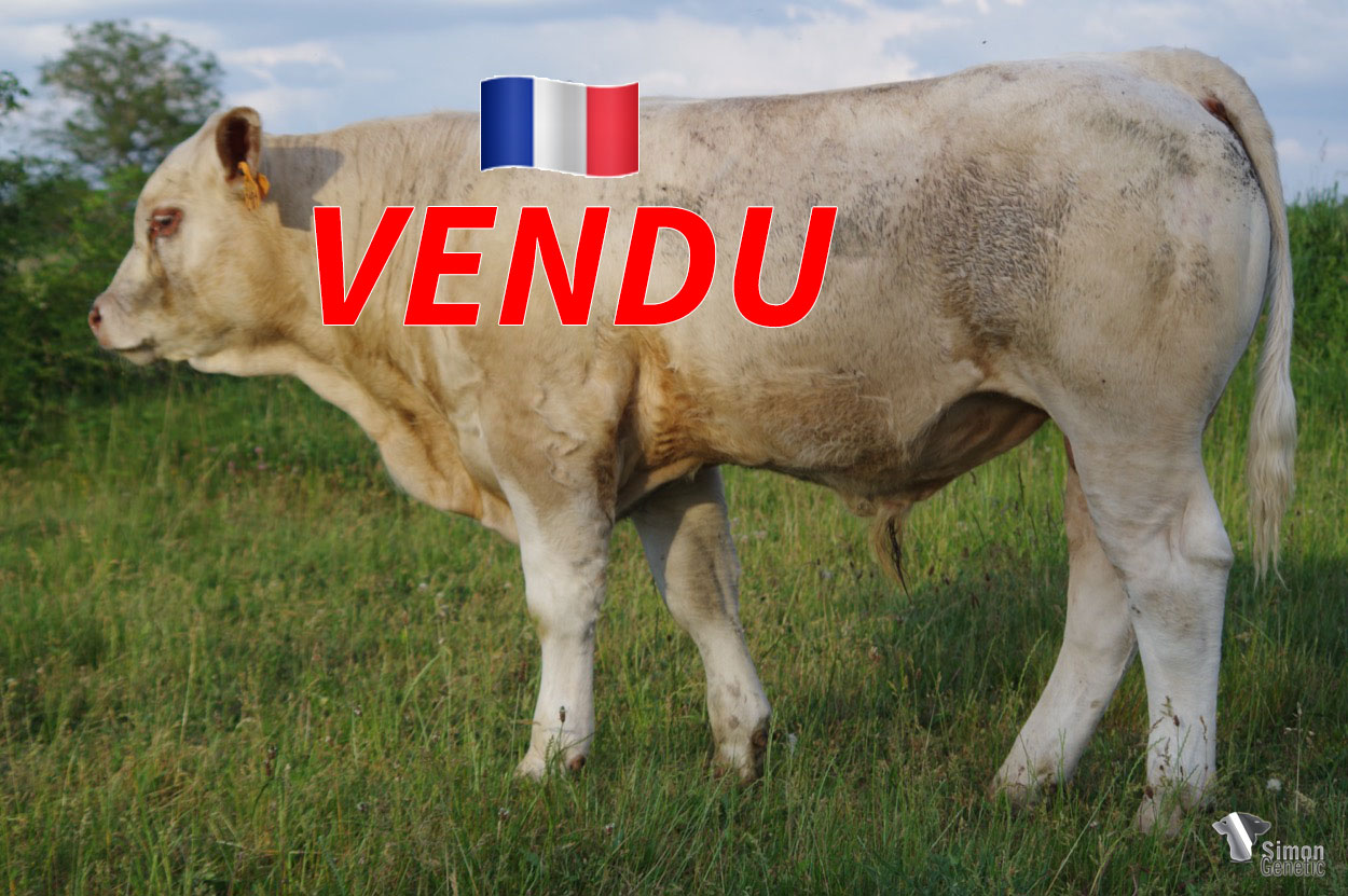<b style="color:#FF0000">VENDU à M. GESNIN Guillaume (36 - France)</b><br /><b>SUBTILE</b><br />Né le : 29/10/2021<br /><b>"Un sans-cornes très suivi de type mixte tout à fait à l'image de son ascendance !"</b><br />"A very harmonious polled mixed type animal, just like his ancestry!"<br /><i>"Un sin cuernos muy armonioso de tipo mixto, ¡a la imagen de su ascendencia!"</i><br /><img src="https://www.simongenetic.com/wp-content/uploads/2021/01/icon-pdf.png" /> <a class="img-wrap-spe" href="https://www.simongenetic.com/wp-content/uploads/2022/05/subtilelag.pdf" target="_blank" rel="noopener">Pédigrée ici</a><br /><img src="https://www.simongenetic.com/wp-content/uploads/2021/02/icon-call.png" /> <a class="img-wrap-spe" href="https://www.simongenetic.com/contact?subj-obj=lagowllection2022-subtilelag" target="_blank" rel="noopener">Je veux être contacté par Simon Genetic</a><br />