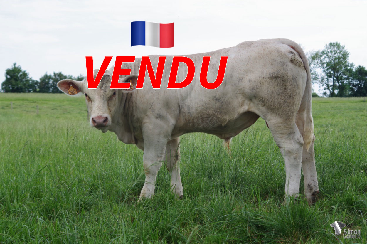 <b style="color:#FF0000">VENDU au GAEC LERAT (36 - France)</b><br /><b>SPLENDIDE</b><br />Né le : 19/10/2021<br /><b>"Un pédigrée assez facile à utiliser pour ce sans-cornes qui devrait sans doute faire un bel adulte !"</b><br />"This polled animal has a pretty easy-to-use pedigree who should probably become a nice adult!"<br /><i>"¡Este sin cuernos tiene un pedigrí bastante fácil de usar y que debería convertirse en un buen adulto!"</i><br /><img src="https://www.simongenetic.com/wp-content/uploads/2021/01/icon-pdf.png" /> <a class="img-wrap-spe" href="https://www.simongenetic.com/wp-content/uploads/2022/05/splendidelag.pdf" target="_blank" rel="noopener">Pédigrée ici</a><br /><img src="https://www.simongenetic.com/wp-content/uploads/2021/02/icon-call.png" /> <a class="img-wrap-spe" href="https://www.simongenetic.com/contact?subj-obj=lagowllection2022-splendidelag" target="_blank" rel="noopener">Je veux être contacté par Simon Genetic</a><br />