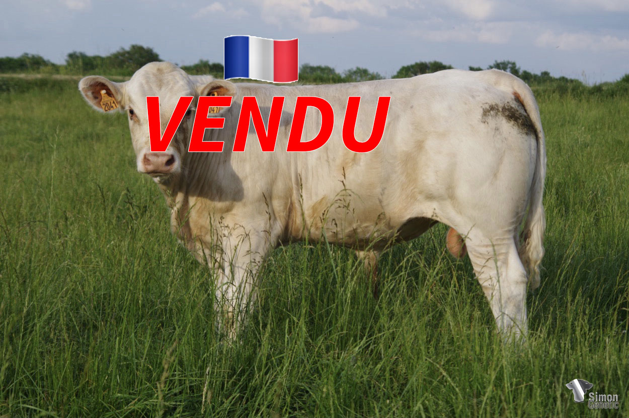 <b style="color:#FF0000">VENDU à M. GESNIN Guillaume (36 - France)</b><br /><b>SOMBRERO</b><br />Né le : 01/10/2021<br /><b>"Un super cumul de facilités de naissance pour ce sans-cornes issu du super NINAS !"</b><br />"This polled coming from the super NINAS has an amazing combination of easy calving capabilities!"<br /><i>"¡Este sin cuernos que proviene del súper NINAS tiene una gran combinación de facilidades de parto!"</i><br /><img src="https://www.simongenetic.com/wp-content/uploads/2021/01/icon-pdf.png" /> <a class="img-wrap-spe" href="https://www.simongenetic.com/wp-content/uploads/2022/05/sombrerolag.pdf" target="_blank" rel="noopener">Pédigrée ici</a><br /><img src="https://www.simongenetic.com/wp-content/uploads/2021/02/icon-call.png" /> <a class="img-wrap-spe" href="https://www.simongenetic.com/contact?subj-obj=lagowllection2022-sombrerolag" target="_blank" rel="noopener">Je veux être contacté par Simon Genetic</a><br />