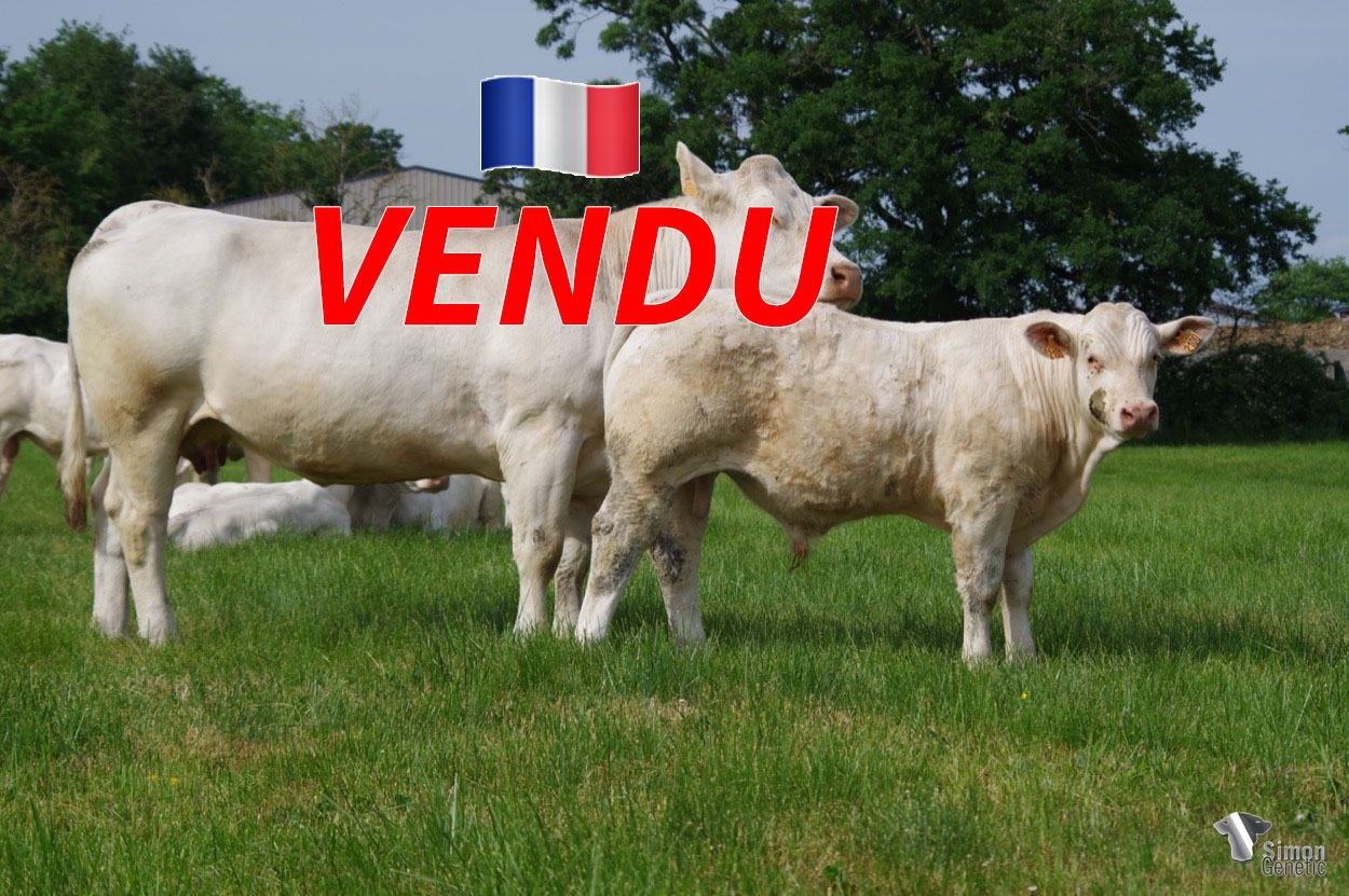 <b style="color:#FF0000">VENDU au GAEC LERAT (36 - France)</b><br /><b>SOCRATE</b><br />Né le : 29/10/2021<br /><b>"Du sans-cornes, de la croissance et beaucoup de puissance pour ce fils de PEPPERMINT dominant !"</b><br />"This dominant polled son of PEPPERMINT has growth and lots of power!"<br /><i>"¡Este hijo sin cuernos dominante de PEPPERMINT tiene crecimiento y mucha potencia!"</i><br /><img src="https://www.simongenetic.com/wp-content/uploads/2021/01/icon-pdf.png" /> <a class="img-wrap-spe" href="https://www.simongenetic.com/wp-content/uploads/2022/05/socratelag.pdf" target="_blank" rel="noopener">Pédigrée ici</a><br /><img src="https://www.simongenetic.com/wp-content/uploads/2021/02/icon-call.png" /> <a class="img-wrap-spe" href="https://www.simongenetic.com/contact?subj-obj=lagowllection2022-socratelag" target="_blank" rel="noopener">Je veux être contacté par Simon Genetic</a><br />