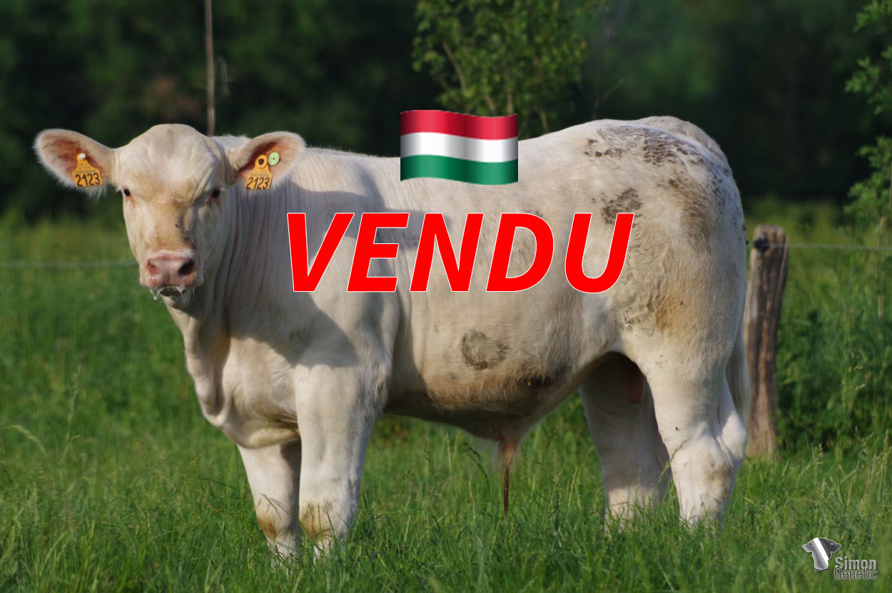 <b style="color:#FF0000">VENDU en Hongrie</b><br /><b>SEQUOIA</b><br />Né le : 21/11/2021<br /><b>"Un joli croisement de sangs pour ce sans-cornes de type mixte (souche maternelle MAGIQUE)"</b><br />"This mixed type polled had a nice crossbreed (MAGIQUE maternal bloodline)"<br /><i>"Este tipo mixto sin cuernos tiene un buen cruce (linaje materno MAGIQUE)"</i><br /><img src="https://www.simongenetic.com/wp-content/uploads/2021/01/icon-pdf.png" /> <a class="img-wrap-spe" href="https://www.simongenetic.com/wp-content/uploads/2022/05/sequoialag.pdf" target="_blank" rel="noopener">Pédigrée ici</a><br /><img src="https://www.simongenetic.com/wp-content/uploads/2021/02/icon-call.png" /> <a class="img-wrap-spe" href="https://www.simongenetic.com/contact?subj-obj=lagowllection2022-sequoialag" target="_blank" rel="noopener">Je veux être contacté par Simon Genetic</a><br />