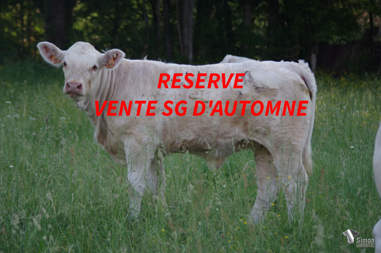 <b>SOYEUSE</b><br />Né le : 22/10/2021<br /><b>"Une homozygote sans-cornes porteuse F94L issu du super NINAS : que voulez-vous de mieux pour démarrer une lignée ?"</b><br />"A homozygous F94L carrier from the super NINAS: what better way to start a new bloodline?"<br /><i>"Una portadora homocigota F94L del super NINAS: ¿qué mejor manera de empezar un linaje?"</i><br /><img src="https://www.simongenetic.com/wp-content/uploads/2021/01/icon-pdf.png" /> <a class="img-wrap-spe" href="https://www.simongenetic.com/wp-content/uploads/2022/05/soyeuselag.pdf" target="_blank" rel="noopener">Pédigrée ici</a><br /><img src="https://www.simongenetic.com/wp-content/uploads/2021/02/icon-call.png" /> <a class="img-wrap-spe" href="https://www.simongenetic.com/contact?subj-obj=lagowllection2022-soyeuselag" target="_blank" rel="noopener">Je veux être contacté par Simon Genetic</a><br />