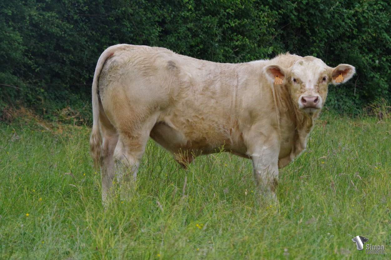 <b>SCOOT P</b><br />Né le : 12/08/2021<br /><b>"Un animal hyper puissant et prometteur né tout petit sur une belle famille très laitière : encore un fils du très bon OASIS !"</b><br />"A very powerful and promising animal that was born very small in a beautiful milky family: another son of the very good OASIS!"<br /><i>"Un animal muy potente y prometedor que nació muy pequeño en una hermosa familia lechera: ¡otro hijo del muy buen OASIS!"</i><br /><img src="https://www.simongenetic.com/wp-content/uploads/2021/01/icon-pdf.png" /> <a class="img-wrap-spe" href="https://www.simongenetic.com/wp-content/uploads/2022/06/scootpdagu.pdf" target="_blank" rel="noopener">Pédigrée ici</a><br /><img src="https://www.simongenetic.com/wp-content/uploads/2021/02/icon-call.png" /> <a class="img-wrap-spe" href="https://www.simongenetic.com/contact?subj-obj=dagowllection2022-scootpdagu" target="_blank" rel="noopener">Je veux être contacté par Simon Genetic</a><br />