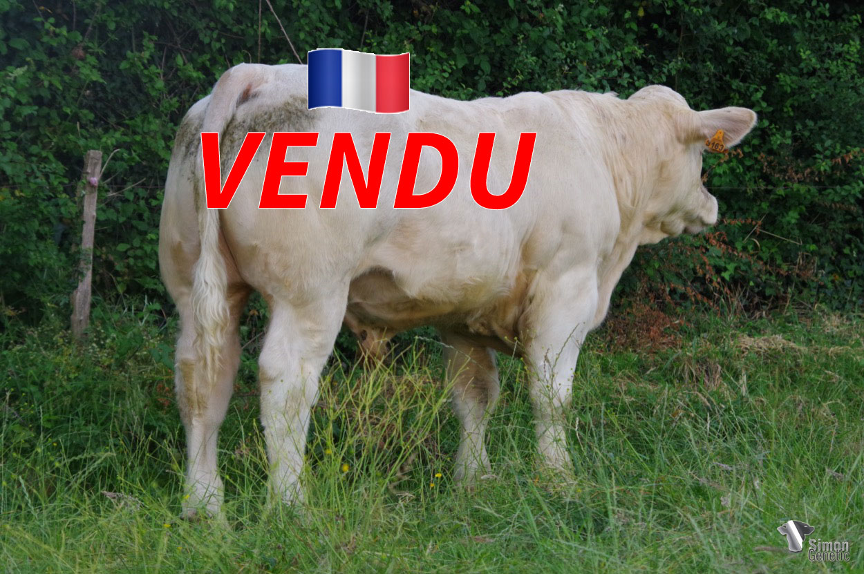 <b style="color:#FF0000">VENDU à l' EARL RENAUD (58 - France)</b><br /><b>SAFARI P</b><br />Né le : 04/08/2021<br /><b>"Un super mixte viande sans-cornes à l'image de son père : un veau né tout petit sur une grosse lignée maternelle (deux générations de vaches RR4S en prime)."</b><br />"A super mixed beefy type polled animal just like his father: a calf born very small on a big maternal bloodline (two generations of RR4S cows on top of that)."<br /><i>"Un súper tipo mixto con carne sin cuernos, al igual que su padre: un ternero nacido muy pequeño en un gran linaje materno (dos generaciones de vacas RR4S como bonus)."</i><br /><img src="https://www.simongenetic.com/wp-content/uploads/2021/01/icon-pdf.png" /> <a class="img-wrap-spe" href="https://www.simongenetic.com/wp-content/uploads/2022/06/safaripdagu.pdf" target="_blank" rel="noopener">Pédigrée ici</a><br /><img src="https://www.simongenetic.com/wp-content/uploads/2021/02/icon-call.png" /> <a class="img-wrap-spe" href="https://www.simongenetic.com/contact?subj-obj=dagowllection2022-safaripdagu" target="_blank" rel="noopener">Je veux être contacté par Simon Genetic</a><br />