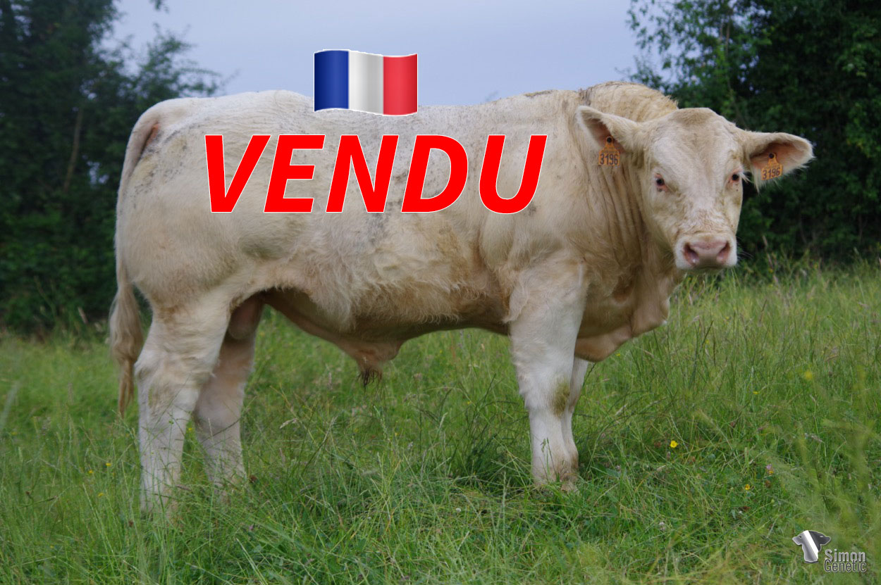 <b style="color:#FF0000">VENDU à l' EARL ALEXANDRE (55 - France)</b><br /><b>SATURNE P</b><br />Né le : 26/08/2021<br /><b>"Un animal sans-cornes très lourd et massif doté du même dessus que son très bon père OASIS ! Des facilités de naissance très intéressantes avec la très belle famille de SEVILLE."</b><br />"A very heavy and massive polled animal with the same top as his very good father OASIS! Very interesting easy calving capabilities with the very nice family of SEVILLE."<br /><i>"¡Un animal sin cuernos muy pesado y masivo con la misma cima que su buen padre OASIS! Tiene facilidades de parto muy interesantes con la familia muy agradable de SEVILLE."</i><br /><img src="https://www.simongenetic.com/wp-content/uploads/2021/01/icon-pdf.png" /> <a class="img-wrap-spe" href="https://www.simongenetic.com/wp-content/uploads/2022/06/saturnepdagu.pdf" target="_blank" rel="noopener">Pédigrée ici</a><br /><img src="https://www.simongenetic.com/wp-content/uploads/2021/02/icon-call.png" /> <a class="img-wrap-spe" href="https://www.simongenetic.com/contact?subj-obj=dagowllection2022-saturnepdagu" target="_blank" rel="noopener">Je veux être contacté par Simon Genetic</a><br />