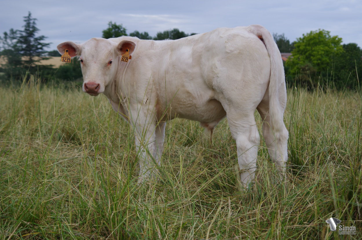 <b>TOMMY P</b><br />Né le : 12/02/2022<br /><b>"Un joli petit jeune OASIS sans-cornes très équilibré !"</b><br />"A nice little young polled from OASIS which is very well balanced!"<br /><i>"Un pequeño y bonito sin cuernos de OASIS, ¡muy equilibrado!"</i><br /><img src="https://www.simongenetic.com/wp-content/uploads/2021/01/icon-pdf.png" /> <a class="img-wrap-spe" href="https://www.simongenetic.com/wp-content/uploads/2022/06/tomypdagu.pdf" target="_blank" rel="noopener">Pédigrée ici</a><br /><img src="https://www.simongenetic.com/wp-content/uploads/2021/02/icon-call.png" /> <a class="img-wrap-spe" href="https://www.simongenetic.com/contact?subj-obj=dagowllection2022-tomypdagu" target="_blank" rel="noopener">Je veux être contacté par Simon Genetic</a><br />