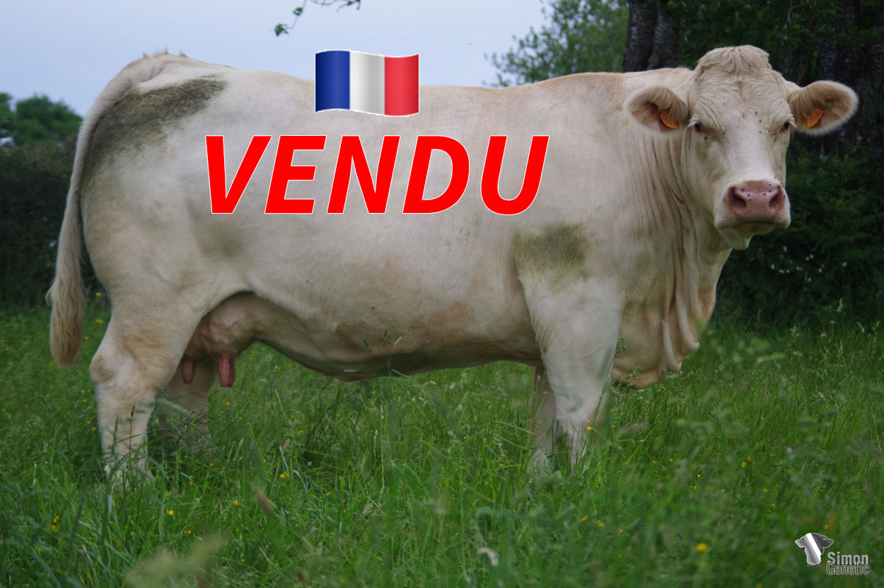 <b style="color:#FF0000">VENDU au GAEC DU PETIT MARAIS (42 - France) </b><br /><b>HOLLANDE</b><br />Né le : 25/12/2012<br /><img src="https://www.simongenetic.com/wp-content/uploads/2021/01/icon-pdf.png" /> <a class="img-wrap-spe" href="https://www.simongenetic.com/wp-content/uploads/2022/06/hollandeguer.pdf" target="_blank" rel="noopener">Pédigrée ici</a><br /><img src="https://www.simongenetic.com/wp-content/uploads/2021/02/icon-call.png" /> <a class="img-wrap-spe" href="https://www.simongenetic.com/contact?subj-obj=cowllectionguerinet2022-hollandeguer" target="_blank" rel="noopener">Je veux être contacté par Simon Genetic</a><br />