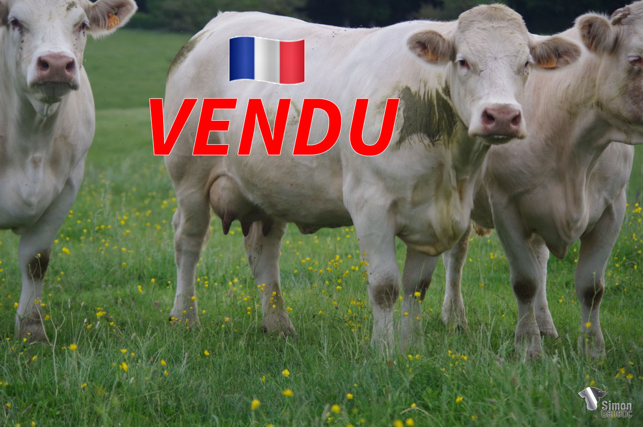 <b style="color:#FF0000">VENDU à M. Naudin Frédéric (71 - France)</b><br /><b>LITALIE</b><br />Né le : 25/12/2014<br /><img src="https://www.simongenetic.com/wp-content/uploads/2021/01/icon-pdf.png" /> <a class="img-wrap-spe" href="https://www.simongenetic.com/wp-content/uploads/2022/06/litalieguer.pdf" target="_blank" rel="noopener">Pédigrée ici</a><br /><img src="https://www.simongenetic.com/wp-content/uploads/2021/02/icon-call.png" /> <a class="img-wrap-spe" href="https://www.simongenetic.com/contact?subj-obj=cowllectionguerinet2022-litalieguer" target="_blank" rel="noopener">Je veux être contacté par Simon Genetic</a><br />