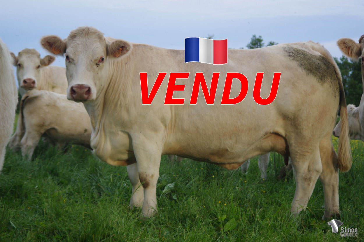 <b style="color:#FF0000">Vendue à l’EARL DES RONCELAIS ( 22 – France)</b><br /><b>LIVE</b><br />Né le : 11/12/2014 0<br /><img src="https://www.simongenetic.com/wp-content/uploads/2021/01/icon-pdf.png" /> <a class="img-wrap-spe" href="https://www.simongenetic.com/wp-content/uploads/2022/06/liveguer.pdf" target="_blank" rel="noopener">Pédigrée ici</a><br /><img src="https://www.simongenetic.com/wp-content/uploads/2021/02/icon-call.png" /> <a class="img-wrap-spe" href="https://www.simongenetic.com/contact?subj-obj=cowllectionguerinet2022-liveguer" target="_blank" rel="noopener">Je veux être contacté par Simon Genetic</a><br />