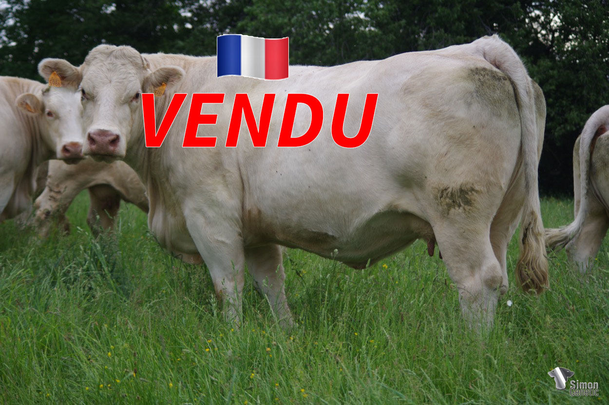<b style="color:#FF0000">VENDU à M. Naudin Frédéric (71 - France)</b><br /><b>LUBIE</b><br />Né le : 02/03/2015<br /><img src="https://www.simongenetic.com/wp-content/uploads/2021/01/icon-pdf.png" /> <a class="img-wrap-spe" href="https://www.simongenetic.com/wp-content/uploads/2022/06/lubieguer.pdf" target="_blank" rel="noopener">Pédigrée ici</a><br /><img src="https://www.simongenetic.com/wp-content/uploads/2021/02/icon-call.png" /> <a class="img-wrap-spe" href="https://www.simongenetic.com/contact?subj-obj=cowllectionguerinet2022-lubieguer" target="_blank" rel="noopener">Je veux être contacté par Simon Genetic</a><br />