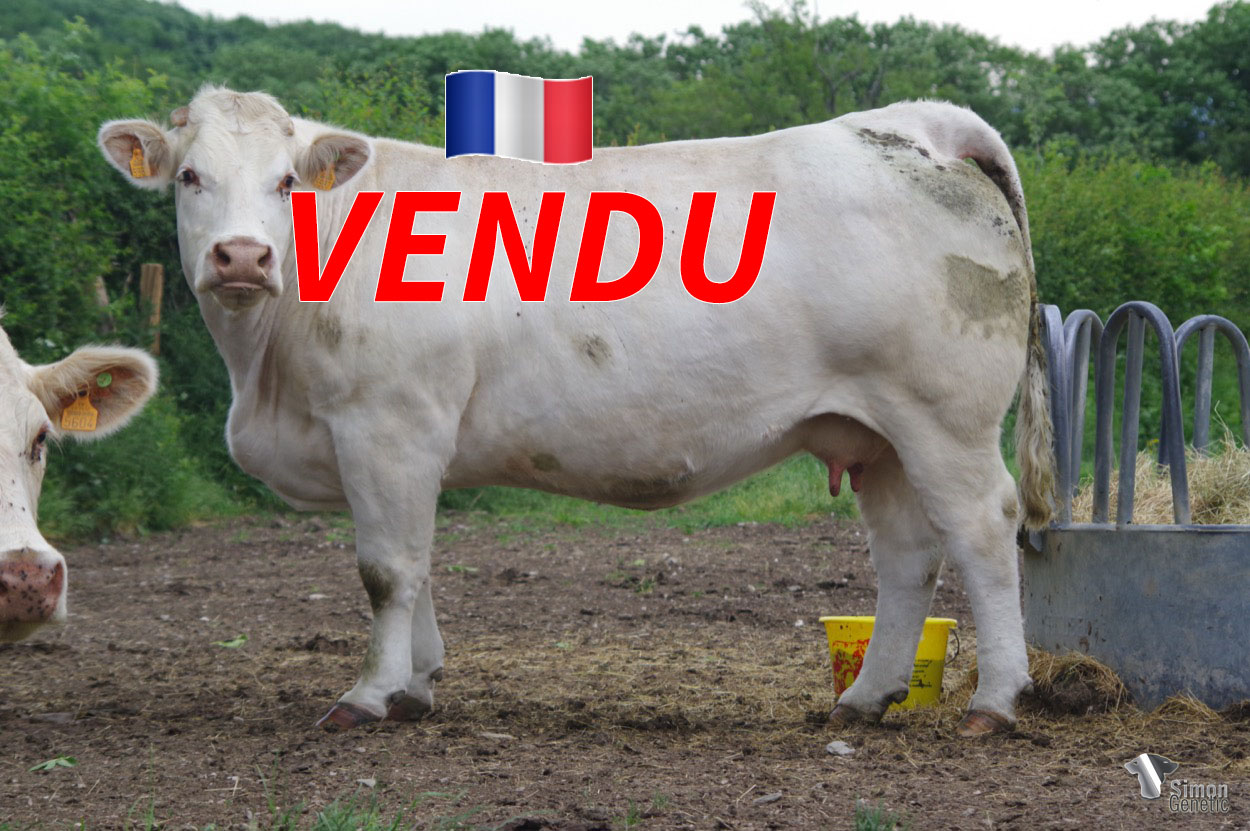 <b style="color:#FF0000">VENDU à M. Naudin Frédéric (71 - France)</b><br /><b>LUCY</b><br />Né le : 03/03/2015<br /><img src="https://www.simongenetic.com/wp-content/uploads/2021/01/icon-pdf.png" /> <a class="img-wrap-spe" href="https://www.simongenetic.com/wp-content/uploads/2022/06/lucyguer.pdf" target="_blank" rel="noopener">Pédigrée ici</a><br /><img src="https://www.simongenetic.com/wp-content/uploads/2021/02/icon-call.png" /> <a class="img-wrap-spe" href="https://www.simongenetic.com/contact?subj-obj=cowllectionguerinet2022-lucyguer" target="_blank" rel="noopener">Je veux être contacté par Simon Genetic</a><br />