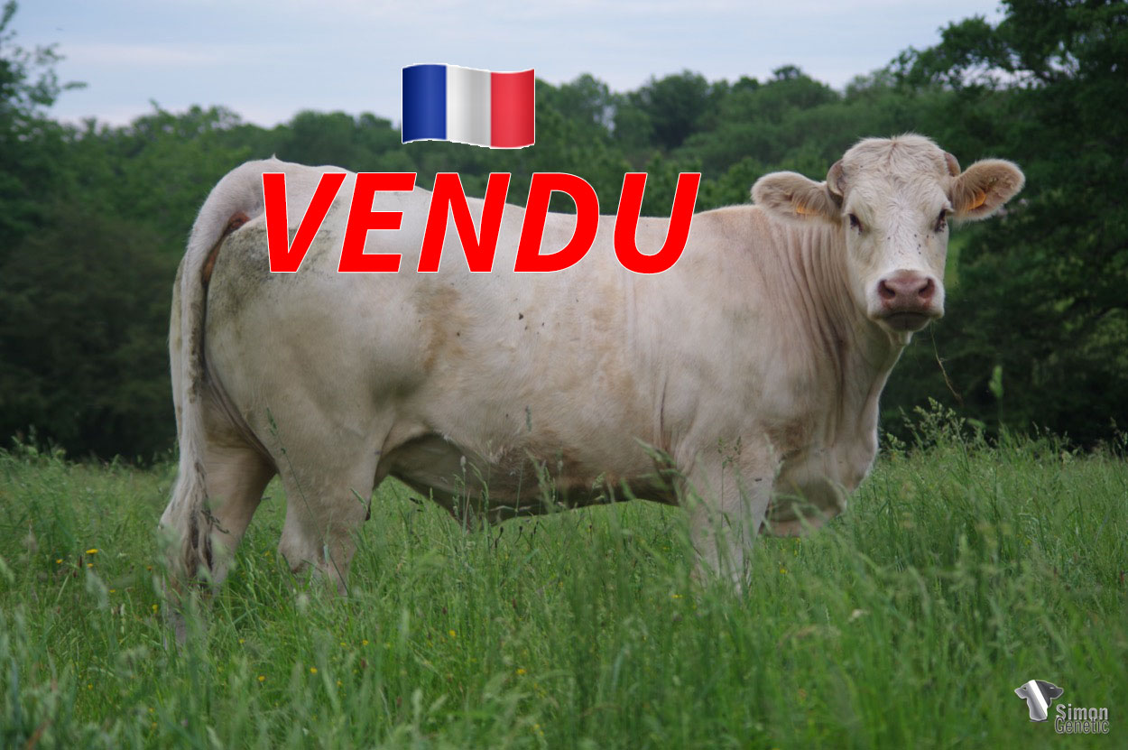 <b style="color:#FF0000">VENDU au GAEC CHEZEAU (23 - France) </b><br /><b>NAOMY</b><br />Né le : 16/12/2016<br /><img src="https://www.simongenetic.com/wp-content/uploads/2021/01/icon-pdf.png" /> <a class="img-wrap-spe" href="https://www.simongenetic.com/wp-content/uploads/2022/06/naomyguer.pdf" target="_blank" rel="noopener">Pédigrée ici</a><br /><img src="https://www.simongenetic.com/wp-content/uploads/2021/02/icon-call.png" /> <a class="img-wrap-spe" href="https://www.simongenetic.com/contact?subj-obj=cowllectionguerinet2022-naomyguer" target="_blank" rel="noopener">Je veux être contacté par Simon Genetic</a><br />