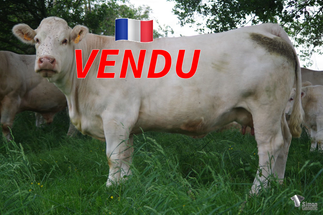<b style="color:#FF0000">VENDU à M. Naudin Frédéric (71 - France)</b><br /><b>NATOLIA</b><br />Né le : 21/01/2017<br /><img src="https://www.simongenetic.com/wp-content/uploads/2021/01/icon-pdf.png" /> <a class="img-wrap-spe" href="https://www.simongenetic.com/wp-content/uploads/2022/06/natoliaguer.pdf" target="_blank" rel="noopener">Pédigrée ici</a><br /><img src="https://www.simongenetic.com/wp-content/uploads/2021/02/icon-call.png" /> <a class="img-wrap-spe" href="https://www.simongenetic.com/contact?subj-obj=cowllectionguerinet2022-natoliaguer" target="_blank" rel="noopener">Je veux être contacté par Simon Genetic</a><br />