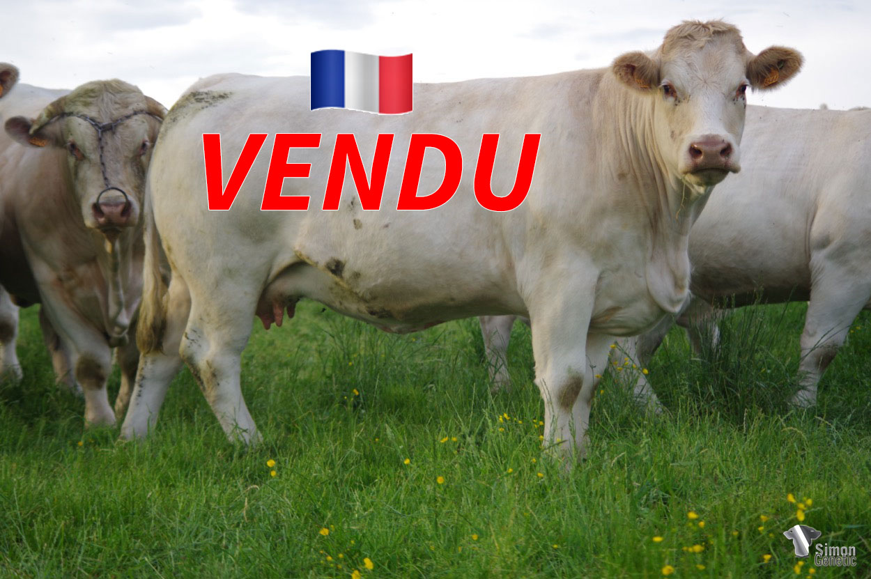 <b style="color:#FF0000">VENDU au GAEC BARRET Père et Fils (18 - France) </b><br /><b>OCCITANE</b><br />Né le : 26/02/2018<br /><img src="https://www.simongenetic.com/wp-content/uploads/2021/01/icon-pdf.png" /> <a class="img-wrap-spe" href="https://www.simongenetic.com/wp-content/uploads/2022/06/occitaneguer.pdf" target="_blank" rel="noopener">Pédigrée ici</a><br /><img src="https://www.simongenetic.com/wp-content/uploads/2021/02/icon-call.png" /> <a class="img-wrap-spe" href="https://www.simongenetic.com/contact?subj-obj=cowllectionguerinet2022-occitaneguer" target="_blank" rel="noopener">Je veux être contacté par Simon Genetic</a><br />