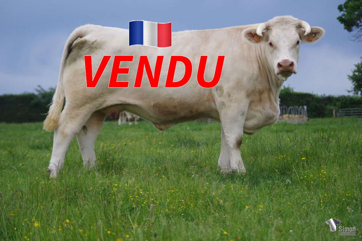 <b style="color:#FF0000">VENDU au GAEC DU PETIT MARAIS (42 - France) </b><br /><b>ORIANE</b><br />Né le : 20/12/2017<br /><img src="https://www.simongenetic.com/wp-content/uploads/2021/01/icon-pdf.png" /> <a class="img-wrap-spe" href="https://www.simongenetic.com/wp-content/uploads/2022/06/orianeguer.pdf" target="_blank" rel="noopener">Pédigrée ici</a><br /><img src="https://www.simongenetic.com/wp-content/uploads/2021/02/icon-call.png" /> <a class="img-wrap-spe" href="https://www.simongenetic.com/contact?subj-obj=cowllectionguerinet2022-orianeguer" target="_blank" rel="noopener">Je veux être contacté par Simon Genetic</a><br />