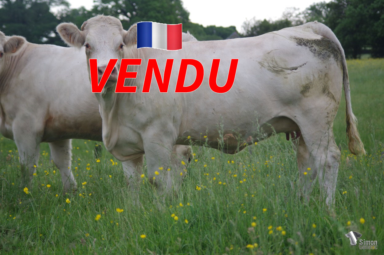 <b style="color:#FF0000">VENDU au GAEC DU PETIT MARAIS (42 - France) </b><br /><b>OVATION</b><br />Né le : 20/02/2018<br /><img src="https://www.simongenetic.com/wp-content/uploads/2021/01/icon-pdf.png" /> <a class="img-wrap-spe" href="https://www.simongenetic.com/wp-content/uploads/2022/06/ovationguer.pdf" target="_blank" rel="noopener">Pédigrée ici</a><br /><img src="https://www.simongenetic.com/wp-content/uploads/2021/02/icon-call.png" /> <a class="img-wrap-spe" href="https://www.simongenetic.com/contact?subj-obj=cowllectionguerinet2022-ovationguer" target="_blank" rel="noopener">Je veux être contacté par Simon Genetic</a><br />