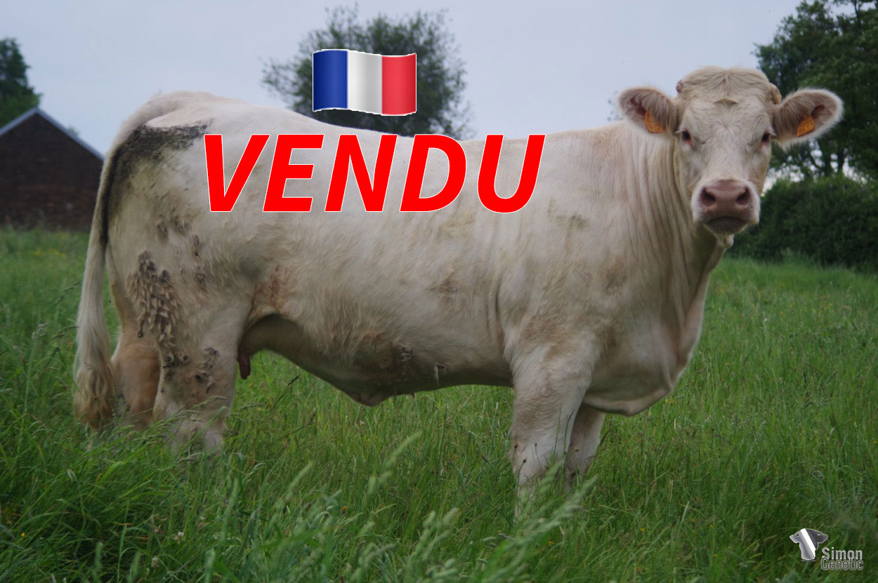 <b style="color:#FF0000">VENDU au GAEC CHEZEAU (23 - France) </b><br /><b>PAELLA</b><br />Né le : 22/12/2018<br /><img src="https://www.simongenetic.com/wp-content/uploads/2021/01/icon-pdf.png" /> <a class="img-wrap-spe" href="https://www.simongenetic.com/wp-content/uploads/2022/06/paellaguer.pdf" target="_blank" rel="noopener">Pédigrée ici</a><br /><img src="https://www.simongenetic.com/wp-content/uploads/2021/02/icon-call.png" /> <a class="img-wrap-spe" href="https://www.simongenetic.com/contact?subj-obj=cowllectionguerinet2022-paellaguer" target="_blank" rel="noopener">Je veux être contacté par Simon Genetic</a><br />