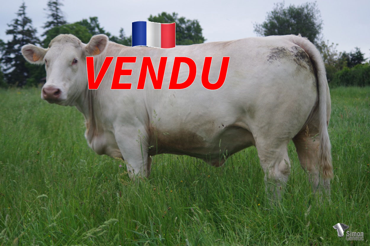 <b style="color:#FF0000">VENDU au GAEC DU PETIT MARAIS (42 - France) </b><br /><b>PEPITA</b><br />Né le : 30/11/2018<br /><img src="https://www.simongenetic.com/wp-content/uploads/2021/01/icon-pdf.png" /> <a class="img-wrap-spe" href="https://www.simongenetic.com/wp-content/uploads/2022/06/pepitaguer.pdf" target="_blank" rel="noopener">Pédigrée ici</a><br /><img src="https://www.simongenetic.com/wp-content/uploads/2021/02/icon-call.png" /> <a class="img-wrap-spe" href="https://www.simongenetic.com/contact?subj-obj=cowllectionguerinet2022-pepitaguer" target="_blank" rel="noopener">Je veux être contacté par Simon Genetic</a><br />