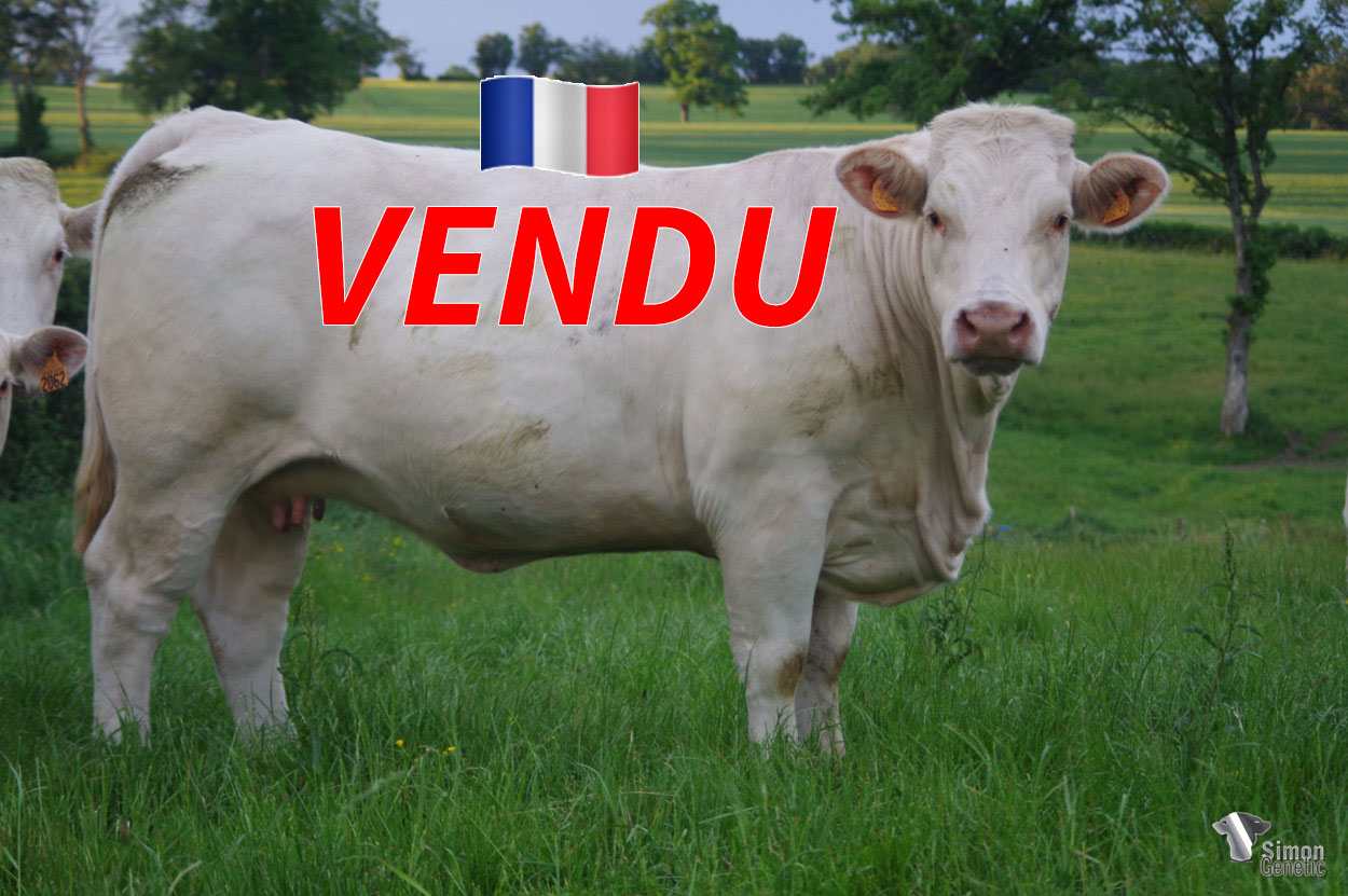 <b style="color:#FF0000">VENDU au GAEC BARRET Père et Fils (18 - France) </b><br /><b>PEPITE</b><br />Né le : 19/02/2019<br /><img src="https://www.simongenetic.com/wp-content/uploads/2021/01/icon-pdf.png" /> <a class="img-wrap-spe" href="https://www.simongenetic.com/wp-content/uploads/2022/06/pepiteguer.pdf" target="_blank" rel="noopener">Pédigrée ici</a><br /><img src="https://www.simongenetic.com/wp-content/uploads/2021/02/icon-call.png" /> <a class="img-wrap-spe" href="https://www.simongenetic.com/contact?subj-obj=cowllectionguerinet2022-pepiteguer" target="_blank" rel="noopener">Je veux être contacté par Simon Genetic</a><br />