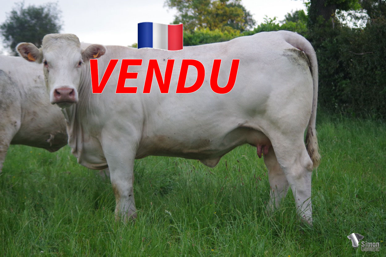 <b style="color:#FF0000">VENDU au GAEC CHEZEAU (23 - France) </b><br /><b>PILULE</b><br />Né le : 20/12/2018<br /><img src="https://www.simongenetic.com/wp-content/uploads/2021/01/icon-pdf.png" /> <a class="img-wrap-spe" href="https://www.simongenetic.com/wp-content/uploads/2022/06/piluleguer.pdf" target="_blank" rel="noopener">Pédigrée ici</a><br /><img src="https://www.simongenetic.com/wp-content/uploads/2021/02/icon-call.png" /> <a class="img-wrap-spe" href="https://www.simongenetic.com/contact?subj-obj=cowllectionguerinet2022-piluleguer" target="_blank" rel="noopener">Je veux être contacté par Simon Genetic</a><br />