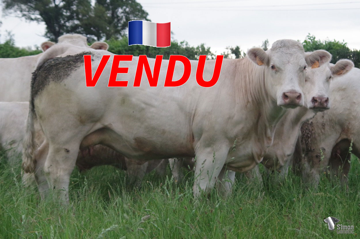<b style="color:#FF0000">VENDU au GAEC CHEZEAU (23 - France) </b><br /><b>POLLY</b><br />Né le : 15/12/2018<br /><img src="https://www.simongenetic.com/wp-content/uploads/2021/01/icon-pdf.png" /> <a class="img-wrap-spe" href="https://www.simongenetic.com/wp-content/uploads/2022/06/pollyguer.pdf" target="_blank" rel="noopener">Pédigrée ici</a><br /><img src="https://www.simongenetic.com/wp-content/uploads/2021/02/icon-call.png" /> <a class="img-wrap-spe" href="https://www.simongenetic.com/contact?subj-obj=cowllectionguerinet2022-pollyguer" target="_blank" rel="noopener">Je veux être contacté par Simon Genetic</a><br />