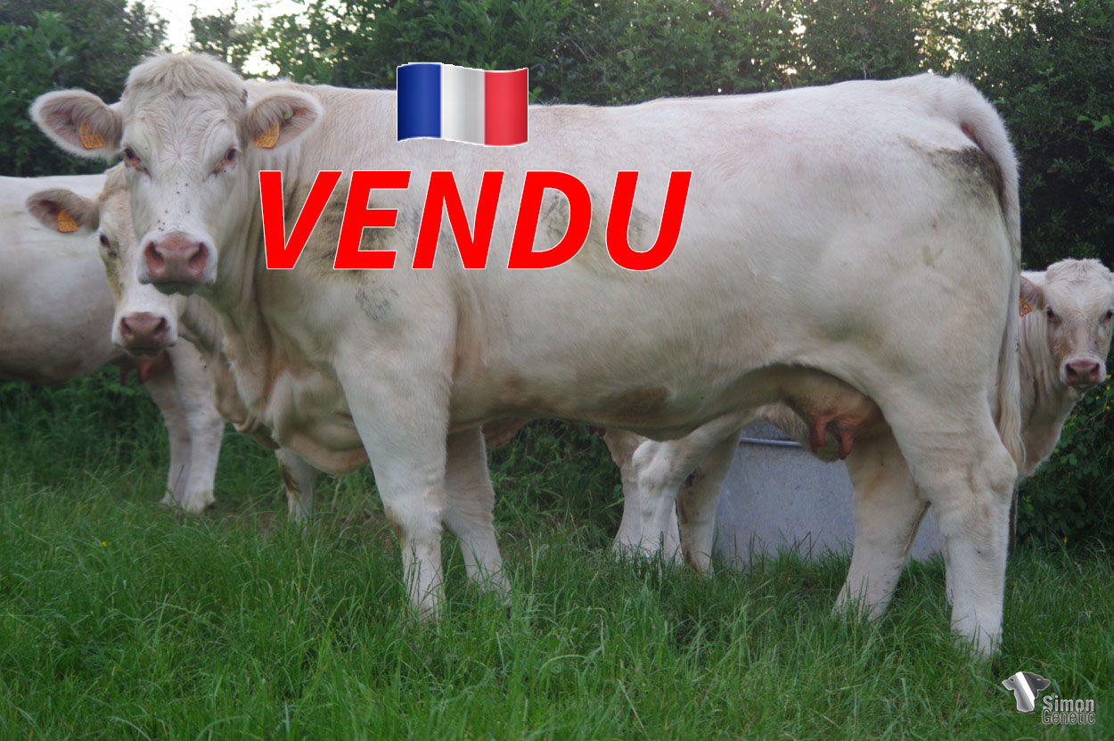 <b style="color:#FF0000">VENDU au GAEC DU PETIT MARAIS (42 - France) </b><br /><b>PRUNE</b><br />Né le : 25/12/2018<br /><img src="https://www.simongenetic.com/wp-content/uploads/2021/01/icon-pdf.png" /> <a class="img-wrap-spe" href="https://www.simongenetic.com/wp-content/uploads/2022/06/pruneguer.pdf" target="_blank" rel="noopener">Pédigrée ici</a><br /><img src="https://www.simongenetic.com/wp-content/uploads/2021/02/icon-call.png" /> <a class="img-wrap-spe" href="https://www.simongenetic.com/contact?subj-obj=cowllectionguerinet2022-pruneguer" target="_blank" rel="noopener">Je veux être contacté par Simon Genetic</a><br />