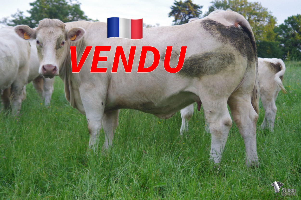 <b style="color:#FF0000">VENDU au GAEC CHEZEAU (23 - France) </b><br /><b>PRUNELLE</b><br />Né le : 02/01/2019<br /><img src="https://www.simongenetic.com/wp-content/uploads/2021/01/icon-pdf.png" /> <a class="img-wrap-spe" href="https://www.simongenetic.com/wp-content/uploads/2022/06/prunelleguer.pdf" target="_blank" rel="noopener">Pédigrée ici</a><br /><img src="https://www.simongenetic.com/wp-content/uploads/2021/02/icon-call.png" /> <a class="img-wrap-spe" href="https://www.simongenetic.com/contact?subj-obj=cowllectionguerinet2022-prunelleguer" target="_blank" rel="noopener">Je veux être contacté par Simon Genetic</a><br />