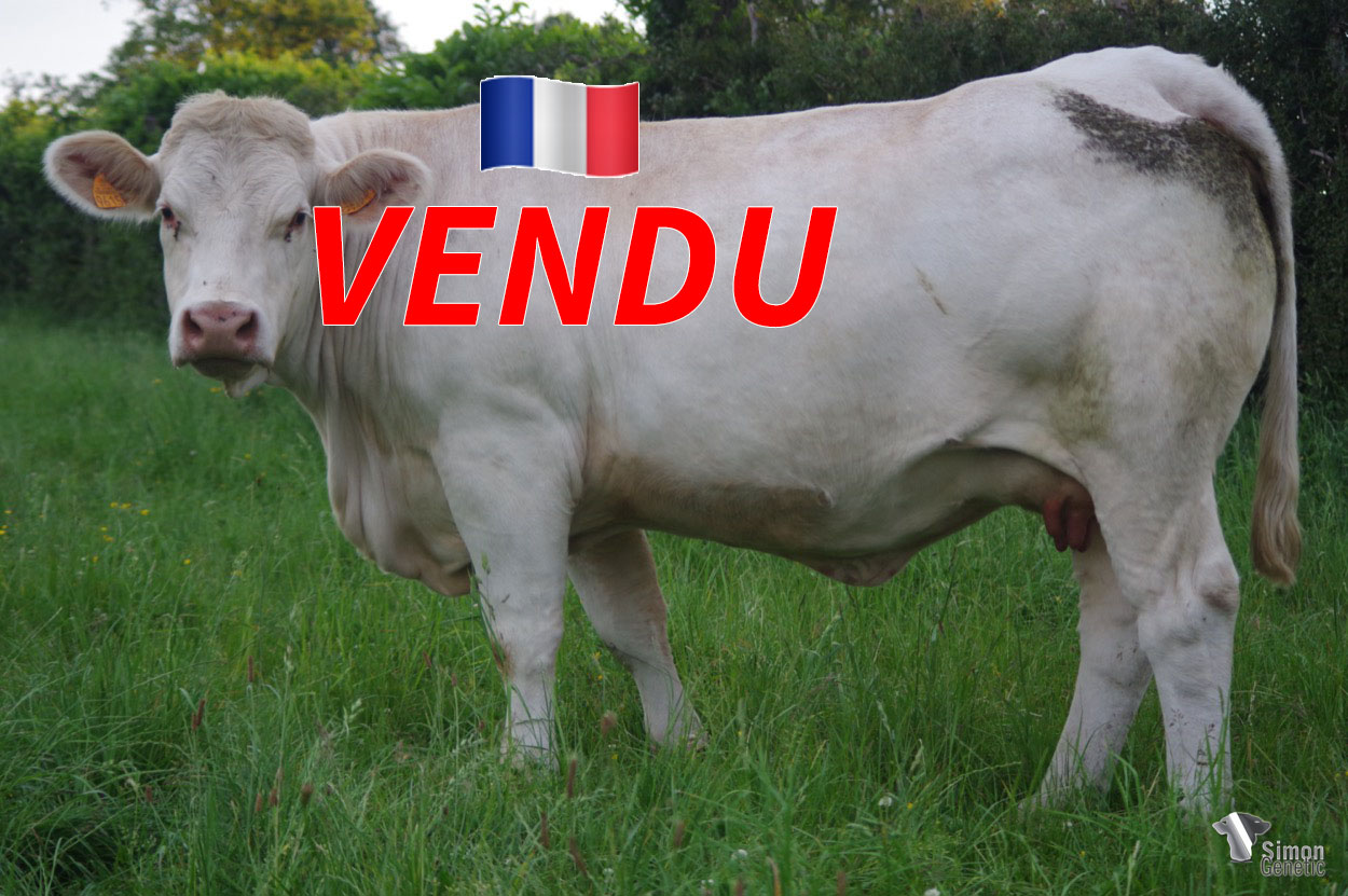 <b style="color:#FF0000">VENDU au GAEC BARRET Père et Fils (18 - France) </b><br /><b>PYME</b><br />Né le : 08/12/2018<br /><img src="https://www.simongenetic.com/wp-content/uploads/2021/01/icon-pdf.png" /> <a class="img-wrap-spe" href="https://www.simongenetic.com/wp-content/uploads/2022/06/pymeguer.pdf" target="_blank" rel="noopener">Pédigrée ici</a><br /><img src="https://www.simongenetic.com/wp-content/uploads/2021/02/icon-call.png" /> <a class="img-wrap-spe" href="https://www.simongenetic.com/contact?subj-obj=cowllectionguerinet2022-pymeguer" target="_blank" rel="noopener">Je veux être contacté par Simon Genetic</a><br />
