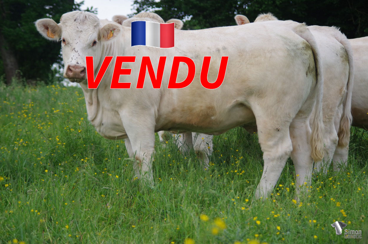 <b style="color:#FF0000">VENDU au GAEC AZEVEDO (03 - France)</b><br /><b>RISETTE</b><br />Né le : 08/03/2020<br /><img src="https://www.simongenetic.com/wp-content/uploads/2021/01/icon-pdf.png" /> <a class="img-wrap-spe" href="https://www.simongenetic.com/wp-content/uploads/2022/06/risetteguer.pdf" target="_blank" rel="noopener">Pédigrée ici</a><br /><img src="https://www.simongenetic.com/wp-content/uploads/2021/02/icon-call.png" /> <a class="img-wrap-spe" href="https://www.simongenetic.com/contact?subj-obj=cowllectionguerinet2022-risetteguer" target="_blank" rel="noopener">Je veux être contacté par Simon Genetic</a><br /