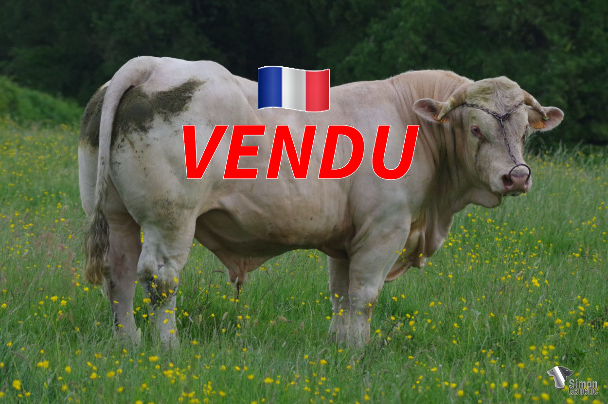 <b style="color:#FF0000">VENDU au GAEC DES SOURCES (85 - France)</b><br /><b>RUBIS</b><br />Né le : 14/12/2019<br /><img src="https://www.simongenetic.com/wp-content/uploads/2021/01/icon-pdf.png" /> <a class="img-wrap-spe" href="https://www.simongenetic.com/wp-content/uploads/2022/06/rubisguer.pdf" target="_blank" rel="noopener">Pédigrée ici</a><br /><img src="https://www.simongenetic.com/wp-content/uploads/2021/02/icon-call.png" /> <a class="img-wrap-spe" href="https://www.simongenetic.com/contact?subj-obj=cowllectionguerinet2022-rubis" target="_blank" rel="noopener">Je veux être contacté par Simon Genetic</a><br />
