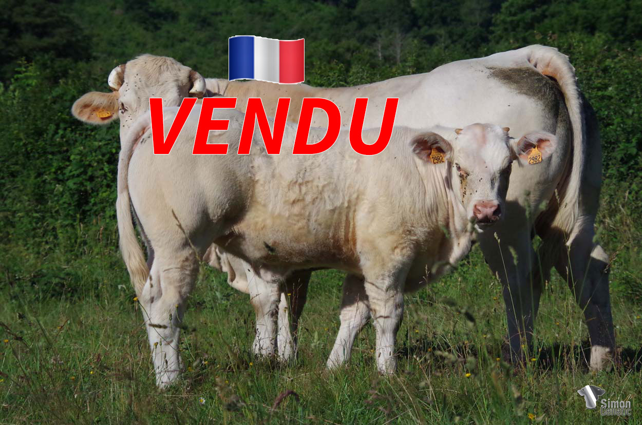<b style="color:#FF0000">VENDUE à M. BAUDION Nicolas (21 - France)</b><br /><b>SAFRANE</b><br />Né le : 21/11/2021<br /><b>"Une génisse très puissante et fine de viande issue de la prestigieuse lignée MAGICIEN, VICTORIA,MERVEILLE !"</b><br />"A very powerful and fleshy heifer that comes from the prestigious MAGICIEN, VICTORIA, MERVEILLE bloodline!"<br /><i>"¡Una novilla muy potente con carne fina que proviene del prestigioso linaje MAGICIEN, VICTORIA, MERVEILLE!"</i><br /><img src="https://www.simongenetic.com/wp-content/uploads/2021/01/icon-pdf.png" /> <a class="img-wrap-spe" href="https://www.simongenetic.com/wp-content/uploads/2022/06/safranelor.pdf" target="_blank" rel="noopener">Pédigrée ici</a><br /><img src="https://www.simongenetic.com/wp-content/uploads/2021/02/icon-call.png" /> <a class="img-wrap-spe" href="https://www.simongenetic.com/contact?subj-obj=lorowllection2022-safranelor" target="_blank" rel="noopener">Je veux être contacté par Simon Genetic</a><br />