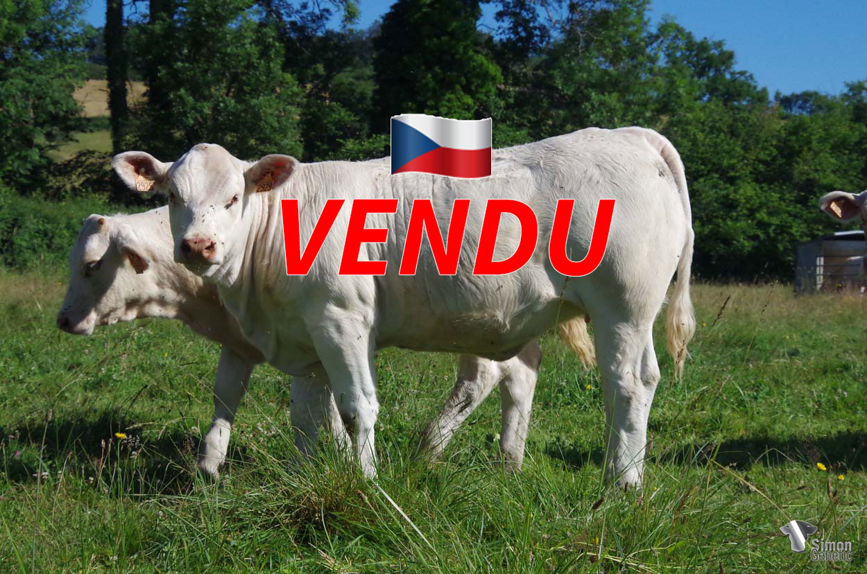 <b style="color:#FF0000">VENDUE en République Tchèque</b><br /><b>SALOPETTE</b><br />Né le : 01/10/2021<br /><b>"Une très jolie génisse équilibrée, génétiquement sans-cornes et issue de très belles origines hautement qualifiées !"</b><br />"A very nice and well-balanced genetically polled heifer that comes from very nice and highly qualified origins!"<br /><i>"¡Una hermosa novilla muy equilibrada, genéticamente sin cuernos y que proviene de orígenes muy agradables y altamente cualificados!"</i><br /><img src="https://www.simongenetic.com/wp-content/uploads/2021/01/icon-pdf.png" /> <a class="img-wrap-spe" href="https://www.simongenetic.com/wp-content/uploads/2022/06/salopettelor.pdf" target="_blank" rel="noopener">Pédigrée ici</a><br /><img src="https://www.simongenetic.com/wp-content/uploads/2021/02/icon-call.png" /> <a class="img-wrap-spe" href="https://www.simongenetic.com/contact?subj-obj=lorowllection2022-salopettelor" target="_blank" rel="noopener">Je veux être contacté par Simon Genetic</a><br />