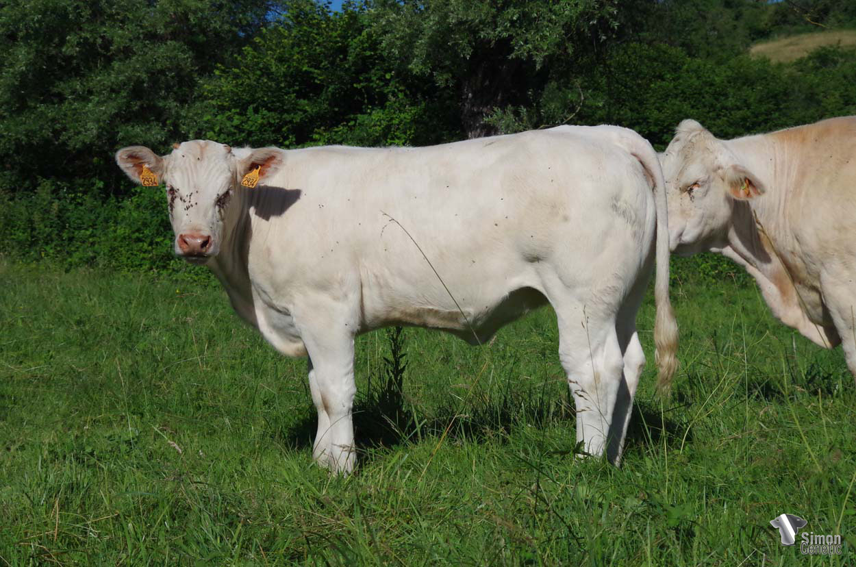 <b>SANDIE</b><br />Né le : 04/10/2021<br /><b>"Une belle grosse laitonne au pédigrée rempli de vaches RR4S !"</b><br />"A nice big young heifer with a pedigree full of RR4S cows!"<br /><i>"Una gran y joven novilla con un pedigrí lleno de vacas RR4S."</i><br /><img src="https://www.simongenetic.com/wp-content/uploads/2021/01/icon-pdf.png" /> <a class="img-wrap-spe" href="https://www.simongenetic.com/wp-content/uploads/2022/06/sandielor.pdf" target="_blank" rel="noopener">Pédigrée ici</a><br /><img src="https://www.simongenetic.com/wp-content/uploads/2021/02/icon-call.png" /> <a class="img-wrap-spe" href="https://www.simongenetic.com/contact?subj-obj=lorowllection2022-sandielor" target="_blank" rel="noopener">Je veux être contacté par Simon Genetic</a><br />