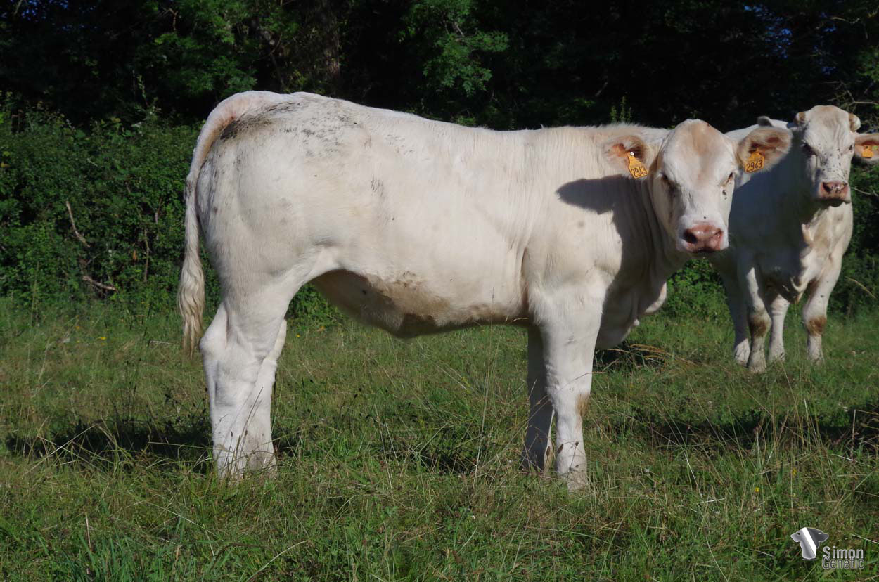 <b>SANGRIA P</b><br />Né le : 08/10/2021<br /><b>"Une laitonne complète dotée d’un joli grain de viande à l’image de ses sœurs !"</b><br />""A complete young heifer very fleshy just like her sisters!"<br /><i>"Una joven novilla muy completa con una hermosa carne al igual que sus hermanas."</i><br /><img src="https://www.simongenetic.com/wp-content/uploads/2021/01/icon-pdf.png" /> <a class="img-wrap-spe" href="https://www.simongenetic.com/wp-content/uploads/2022/06/sangriaplor.pdf" target="_blank" rel="noopener">Pédigrée ici</a><br /><img src="https://www.simongenetic.com/wp-content/uploads/2021/02/icon-call.png" /> <a class="img-wrap-spe" href="https://www.simongenetic.com/contact?subj-obj=lorowllection2022-sangriaplor" target="_blank" rel="noopener">Je veux être contacté par Simon Genetic</a><br />