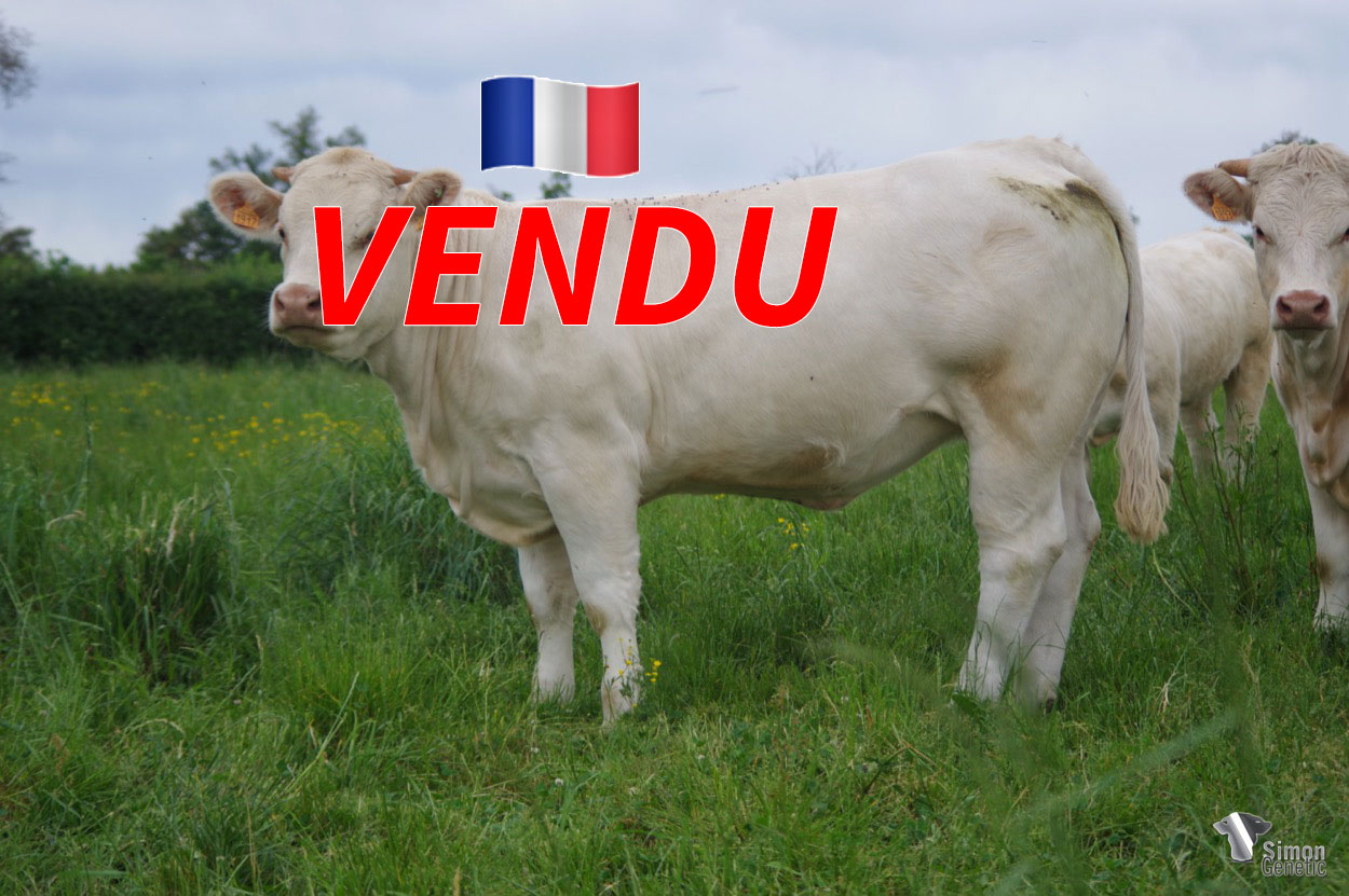 <b style="color:#FF0000">VENDU au GAEC DES SOURCES (85 - France)</b><br /><b>SARDINE</b><br />Né le : 12/01/2021<br /><img src="https://www.simongenetic.com/wp-content/uploads/2021/01/icon-pdf.png" /> <a class="img-wrap-spe" href="https://www.simongenetic.com/wp-content/uploads/2022/06/sardineguer.pdf" target="_blank" rel="noopener">Pédigrée ici</a><br /><img src="https://www.simongenetic.com/wp-content/uploads/2021/02/icon-call.png" /> <a class="img-wrap-spe" href="https://www.simongenetic.com/contact?subj-obj=cowllectionguerinet2022-sardineguer" target="_blank" rel="noopener">Je veux être contacté par Simon Genetic</a><br />