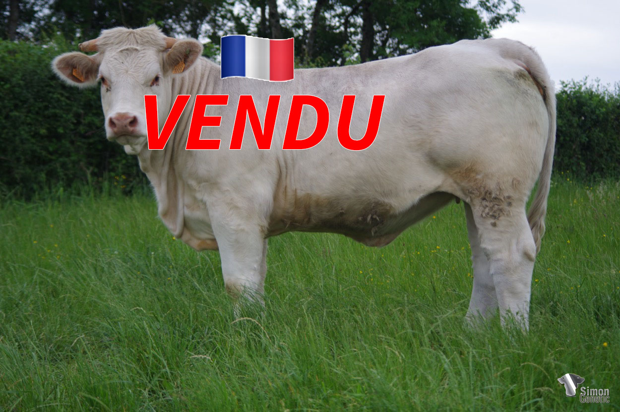 <b style="color:#FF0000">VENDU au GAEC CHEZEAU (23 - France)</b><br /><b>SAUGE</b><br />Né le : 20/12/2020<br /><img src="https://www.simongenetic.com/wp-content/uploads/2021/01/icon-pdf.png" /> <a class="img-wrap-spe" href="https://www.simongenetic.com/wp-content/uploads/2022/06/saugeguer.pdf" target="_blank" rel="noopener">Pédigrée ici</a><br /><img src="https://www.simongenetic.com/wp-content/uploads/2021/02/icon-call.png" /> <a class="img-wrap-spe" href="https://www.simongenetic.com/contact?subj-obj=cowllectionguerinet2022-saugeguer" target="_blank" rel="noopener">Je veux être contacté par Simon Genetic</a><br />