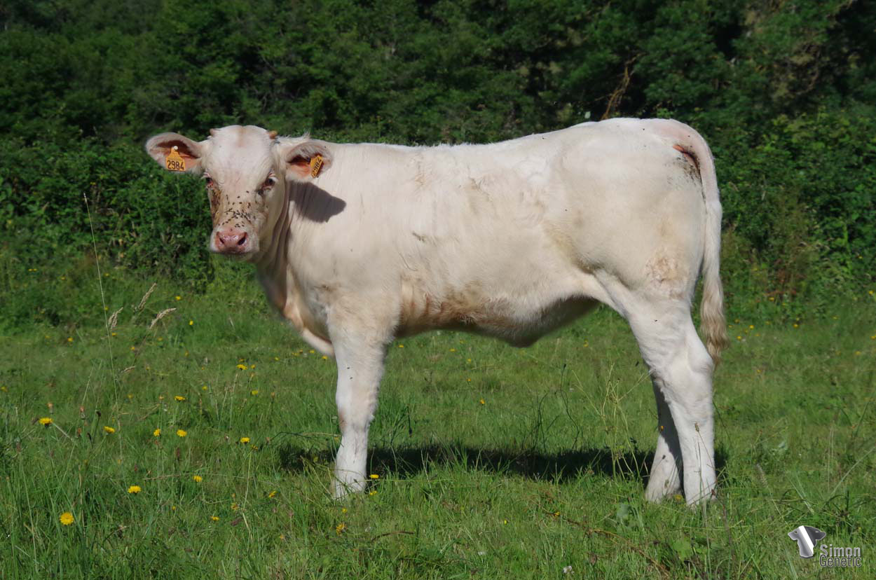 <b>SIDONIE</b><br />Né le : 12/12/2021<br /><b>"Une génisse plus jeune mais élancée issue d'un fort cumul d'index !"</b><br />"A younger but slender heifer from a high index combination!"<br /><i>""¡Una novilla más joven pero esbelta que proviene de una combinación de altos índices!"</i><br /><img src="https://www.simongenetic.com/wp-content/uploads/2021/01/icon-pdf.png" /> <a class="img-wrap-spe" href="https://www.simongenetic.com/wp-content/uploads/2022/06/sidonielor.pdf" target="_blank" rel="noopener">Pédigrée ici</a><br /><img src="https://www.simongenetic.com/wp-content/uploads/2021/02/icon-call.png" /> <a class="img-wrap-spe" href="https://www.simongenetic.com/contact?subj-obj=lorowllection2022-sidonielor" target="_blank" rel="noopener">Je veux être contacté par Simon Genetic</a><br />