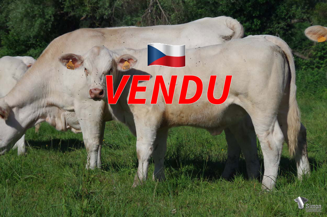 <b style="color:#FF0000">VENDUE en République Tchèque</b><br />
<b>SIMBELLA P</b><br />Né le : 10/11/2021<br /><b>"Une lignée sans-cornes très originale et confirmée : des ascendants qui ont marqué la vacherie (CHIC / HISTOIRE) !"</b><br />"A very original and proven polled bloodline: its ancestors left their mark on the cowshed (CHIC / HISTORY)!"<br /><i>"Un linaje sin cuernos muy original y confirmado: ¡ sus ancestros han dejado su huella en la vaquería (CHIC / HISTORIA)!"</i><br /><img src="https://www.simongenetic.com/wp-content/uploads/2021/01/icon-pdf.png" /> <a class="img-wrap-spe" href="https://www.simongenetic.com/wp-content/uploads/2022/06/simbellaplor.pdf" target="_blank" rel="noopener">Pédigrée ici</a><br /><img src="https://www.simongenetic.com/wp-content/uploads/2021/02/icon-call.png" /> <a class="img-wrap-spe" href="https://www.simongenetic.com/contact?subj-obj=lorowllection2022-simbellaplor" target="_blank" rel="noopener">Je veux être contacté par Simon Genetic</a><br />