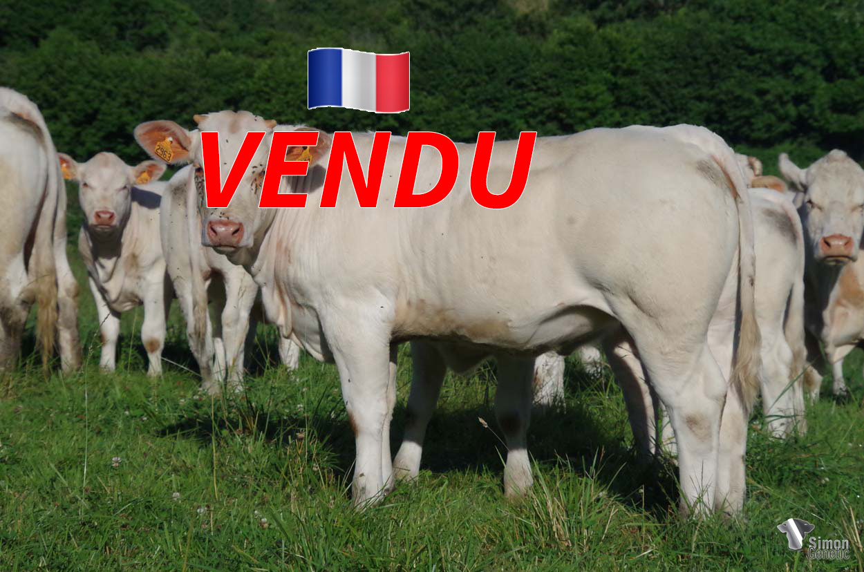 <b style="color:#FF0000">VENDUE au GAEC LALONDE (14 - France)</b><br /><b>SISSY</b><br />Né le : 23/10/2021<br /><b>"Une des meilleures lignées maternelles de l'élevage au gabarit fixé !"</b><br />"One of the best maternal bloodlines of the herd with a proven morphology !"<br /><i>"¡Uno de los mejores linajes maternos de la ganadería con talla fija!"</i><br /><img src="https://www.simongenetic.com/wp-content/uploads/2021/01/icon-pdf.png" /> <a class="img-wrap-spe" href="https://www.simongenetic.com/wp-content/uploads/2022/06/sissylor.pdf" target="_blank" rel="noopener">Pédigrée ici</a><br /><img src="https://www.simongenetic.com/wp-content/uploads/2021/02/icon-call.png" /> <a class="img-wrap-spe" href="https://www.simongenetic.com/contact?subj-obj=lorowllection2022-sissylor" target="_blank" rel="noopener">Je veux être contacté par Simon Genetic</a><br />