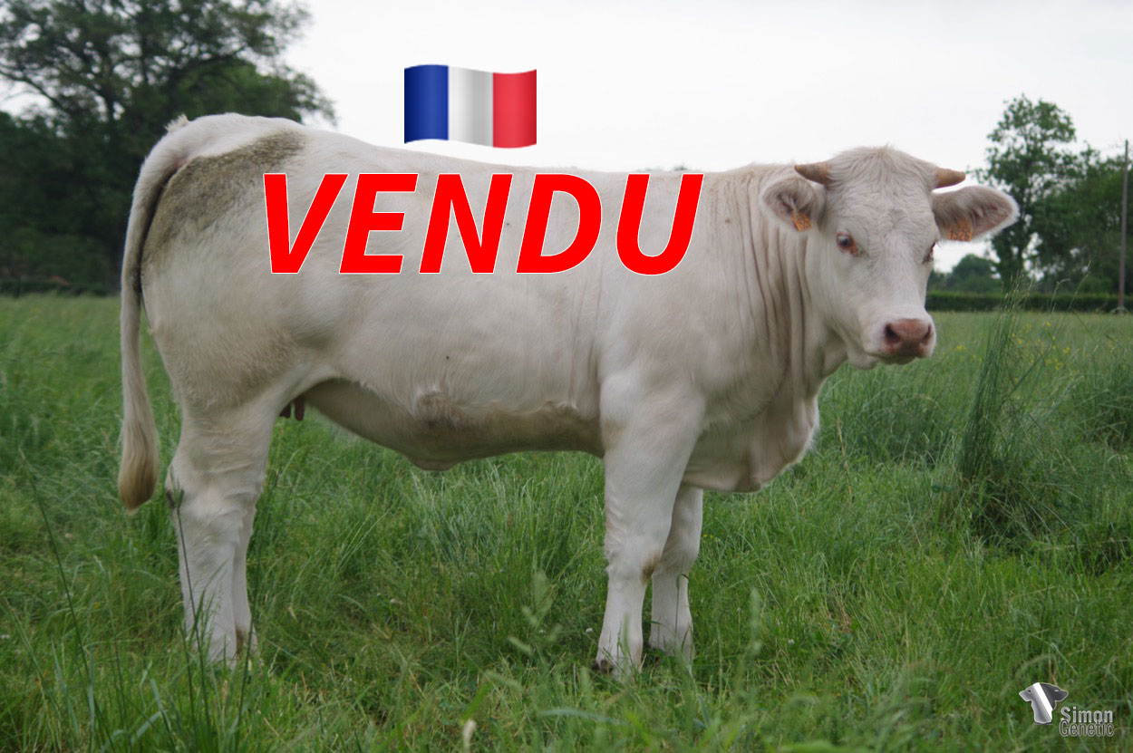 <b style="color:#FF0000">VENDU au GAEC DES SOURCES (85 - France)</b><br /><b>SONATE</b><br />Né le : 29/01/2021<br /><img src="https://www.simongenetic.com/wp-content/uploads/2021/01/icon-pdf.png" /> <a class="img-wrap-spe" href="https://www.simongenetic.com/wp-content/uploads/2022/06/sonateguer.pdf" target="_blank" rel="noopener">Pédigrée ici</a><br /><img src="https://www.simongenetic.com/wp-content/uploads/2021/02/icon-call.png" /> <a class="img-wrap-spe" href="https://www.simongenetic.com/contact?subj-obj=cowllectionguerinet2022-sonateguer" target="_blank" rel="noopener">Je veux être contacté par Simon Genetic</a><br />