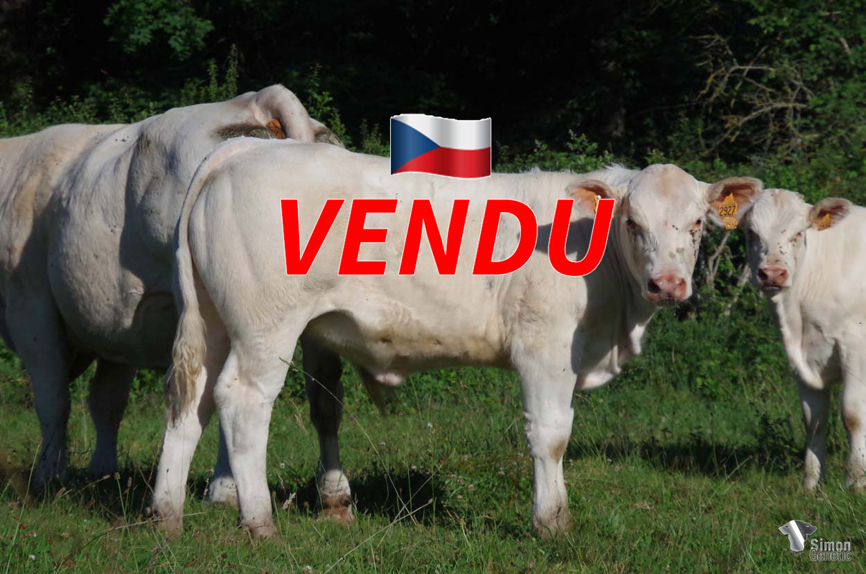<b style="color:#FF0000">VENDUE en République Tchèque</b><br />
<b>SONATE P</b><br />Né le : 01/10/2021<br /><b>"Tout le portrait de son très valeureux père sans-cornes !"</b><br />"Just like his very brave polled father!"<br /><i>"¡Igual que su valiente padre sin cuernos!"</i><br /><img src="https://www.simongenetic.com/wp-content/uploads/2021/01/icon-pdf.png" /> <a class="img-wrap-spe" href="https://www.simongenetic.com/wp-content/uploads/2022/06/sonateplor.pdf" target="_blank" rel="noopener">Pédigrée ici</a><br /><img src="https://www.simongenetic.com/wp-content/uploads/2021/02/icon-call.png" /> <a class="img-wrap-spe" href="https://www.simongenetic.com/contact?subj-obj=lorowllection2022-sonateplor" target="_blank" rel="noopener">Je veux être contacté par Simon Genetic</a><br />