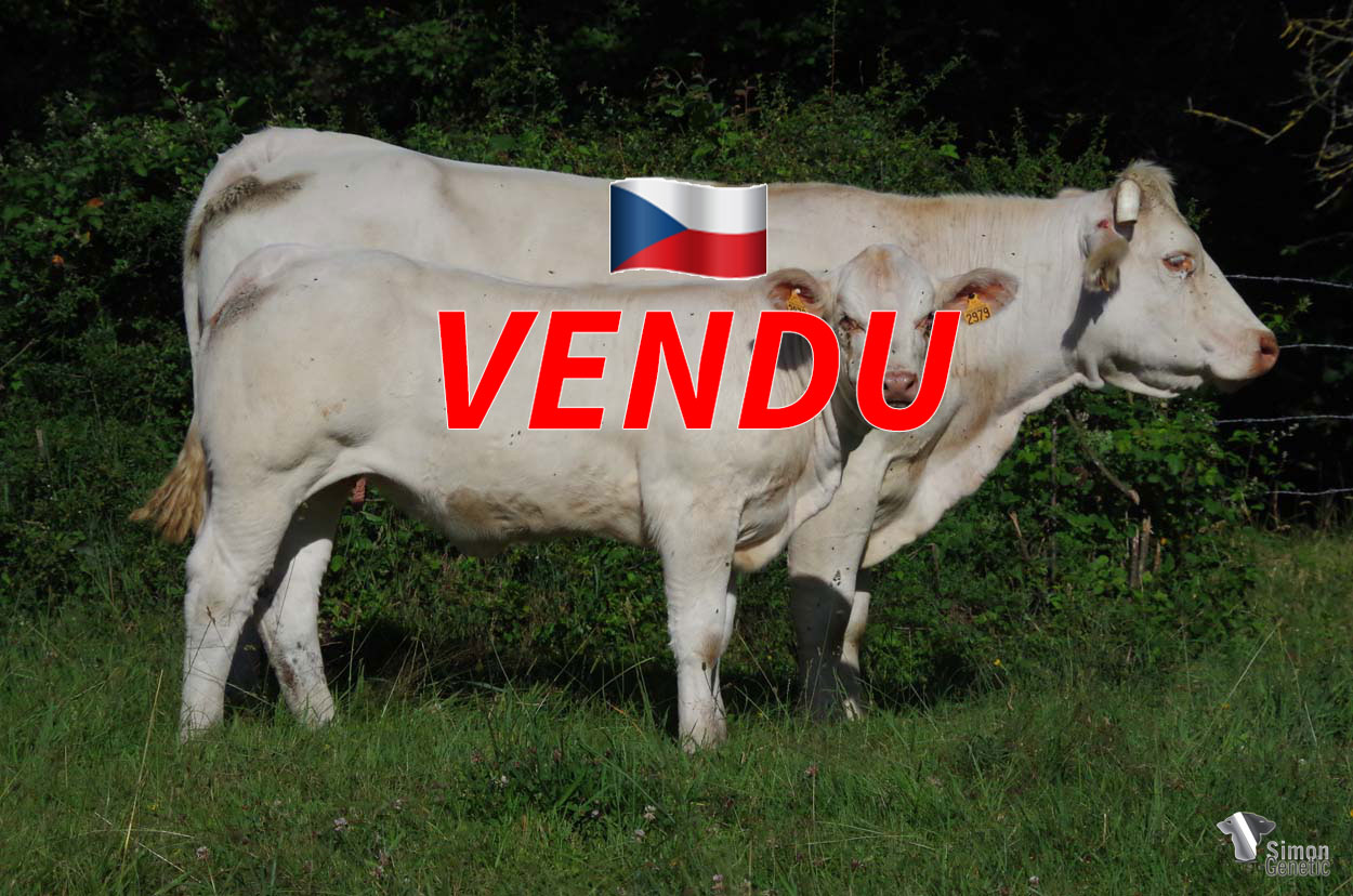 <b style="color:#FF0000">VENDUE en République Tchèque</b><br />
<b>SUMAYA P</b><br />Né le : 10/11/2021<br /><b>"Une génisse pleine de style et racée, génétiquement sans-cornes, et issue d'une souche développée !"</b><br />"A stylish and heifer full of breed qualities, genetically polled, and from a developed origin!"<br /><i>"¡Una novilla elegante y picante, genéticamente sin cuernos, que proviene de un origen desarrollado!"</i><br /><img src="https://www.simongenetic.com/wp-content/uploads/2021/01/icon-pdf.png" /> <a class="img-wrap-spe" href="https://www.simongenetic.com/wp-content/uploads/2022/06/sumayaplor.pdf" target="_blank" rel="noopener">Pédigrée ici</a><br /><img src="https://www.simongenetic.com/wp-content/uploads/2021/02/icon-call.png" /> <a class="img-wrap-spe" href="https://www.simongenetic.com/contact?subj-obj=lorowllection2022-sumayaplor" target="_blank" rel="noopener">Je veux être contacté par Simon Genetic</a><br />