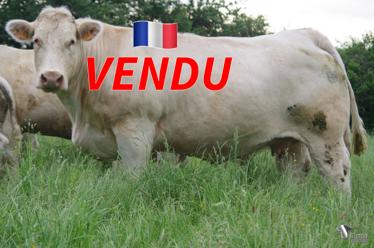 <b style="color:#FF0000">VENDU à M. HERTAULT Julien (62 - France)</b><br /><b>LAWIE</b><br />Né le : 08/01/2015<br /><img src="https://www.simongenetic.com/wp-content/uploads/2021/01/icon-pdf.png" /> <a class="img-wrap-spe" href="https://www.simongenetic.com/wp-content/uploads/2022/06/lawieguer.pdf" target="_blank" rel="noopener">Pédigrée ici</a><br /><img src="https://www.simongenetic.com/wp-content/uploads/2021/02/icon-call.png" /> <a class="img-wrap-spe" href="https://www.simongenetic.com/contact?subj-obj=cowllectionguerinet2022-lawieguer" target="_blank" rel="noopener">Je veux être contacté par Simon Genetic</a><br />