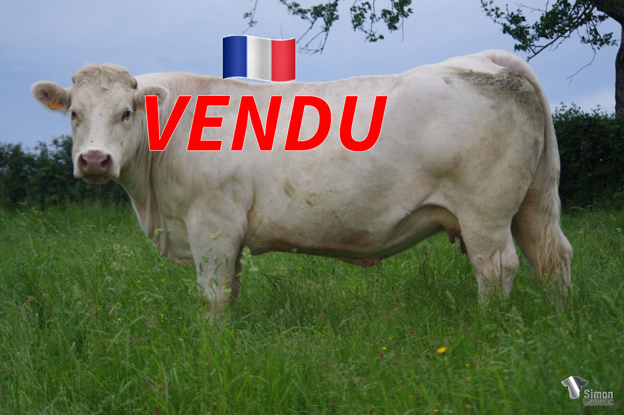 <b style="color:#FF0000">VENDU à M. HERTAULT Julien (62 - France)</b><br /><b>LIV</b><br />Né le : 03/01/2015<br /><img src="https://www.simongenetic.com/wp-content/uploads/2021/01/icon-pdf.png" /> <a class="img-wrap-spe" href="https://www.simongenetic.com/wp-content/uploads/2022/06/livguer.pdf" target="_blank" rel="noopener">Pédigrée ici</a><br /><img src="https://www.simongenetic.com/wp-content/uploads/2021/02/icon-call.png" /> <a class="img-wrap-spe" href="https://www.simongenetic.com/contact?subj-obj=cowllectionguerinet2022-livguer" target="_blank" rel="noopener">Je veux être contacté par Simon Genetic</a><br />