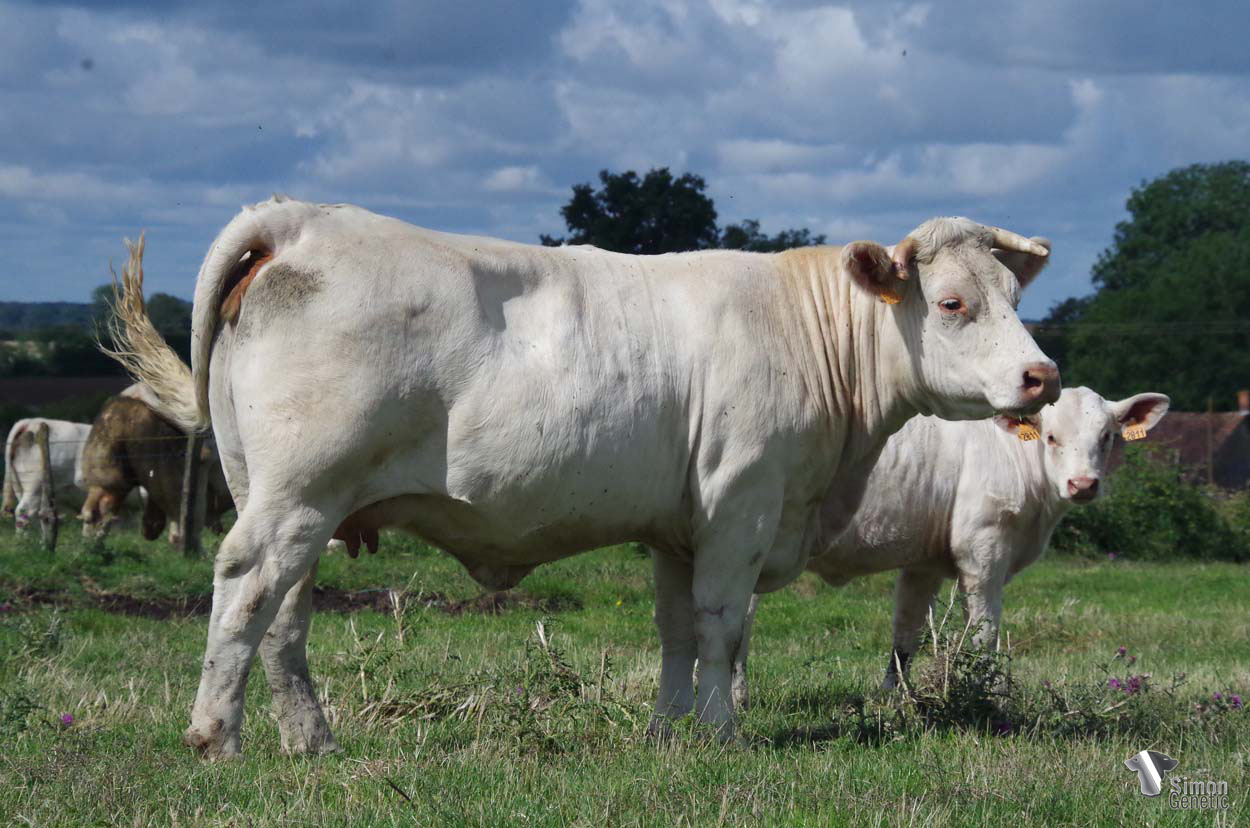 <b>PLUTOIDE</b><br />Née le : 01/05/2019<br /><b>"Petite fille de CAP HORN (GAEC des Aulnes) et nièce de JACQUEMART ( service dans l'élevage F.Lucand 21) vendu Cercy 2019, champion Portugal 2021. Sa grand-mère maternelle STAR productrice d'exception est une petite fille de LENTILLE."</b><br /><img src="https://www.simongenetic.com/wp-content/uploads/2021/01/icon-pdf.png" /> <a class="img-wrap-spe" href="https://www.simongenetic.com/wp-content/uploads/2022/07/plutoidedes.pdf" target="_blank" rel="noopener">Pédigrée ici</a><br /><img src="https://www.simongenetic.com/wp-content/uploads/2021/02/icon-call.png" /> <a class="img-wrap-spe" href="https://www.simongenetic.com/contact?subject=plutoide-dessauny" target="_blank" rel="noopener">Je veux être contacté par Simon Genetic</a><br />