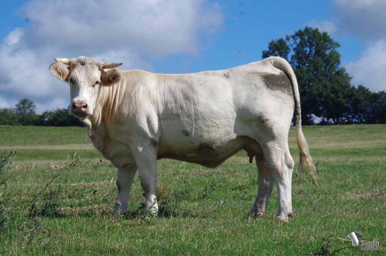 <b>POLYNESIE</b><br />Née le : 07/03/2019<br /><b>"Femelle de primipare et du taureau à génisses mais également du bon père de mères HUSSARD (SCEA Jubert). Sa mère MALAISIE et sa grand-mère INDONÉSIE qui figurent sur la cowllection 2022 sont d'excellentes continuatrices de la lignée RUSSIE-VODKA."</b><br /><img src="https://www.simongenetic.com/wp-content/uploads/2021/01/icon-pdf.png" /> <a class="img-wrap-spe" href="https://www.simongenetic.com/wp-content/uploads/2022/07/polynesiedes.pdf" target="_blank" rel="noopener">Pédigrée ici</a><br /><img src="https://www.simongenetic.com/wp-content/uploads/2021/02/icon-call.png" /> <a class="img-wrap-spe" href="https://www.simongenetic.com/contact?subject=polynesie-dessauny" target="_blank" rel="noopener">Je veux être contacté par Simon Genetic</a><br />
