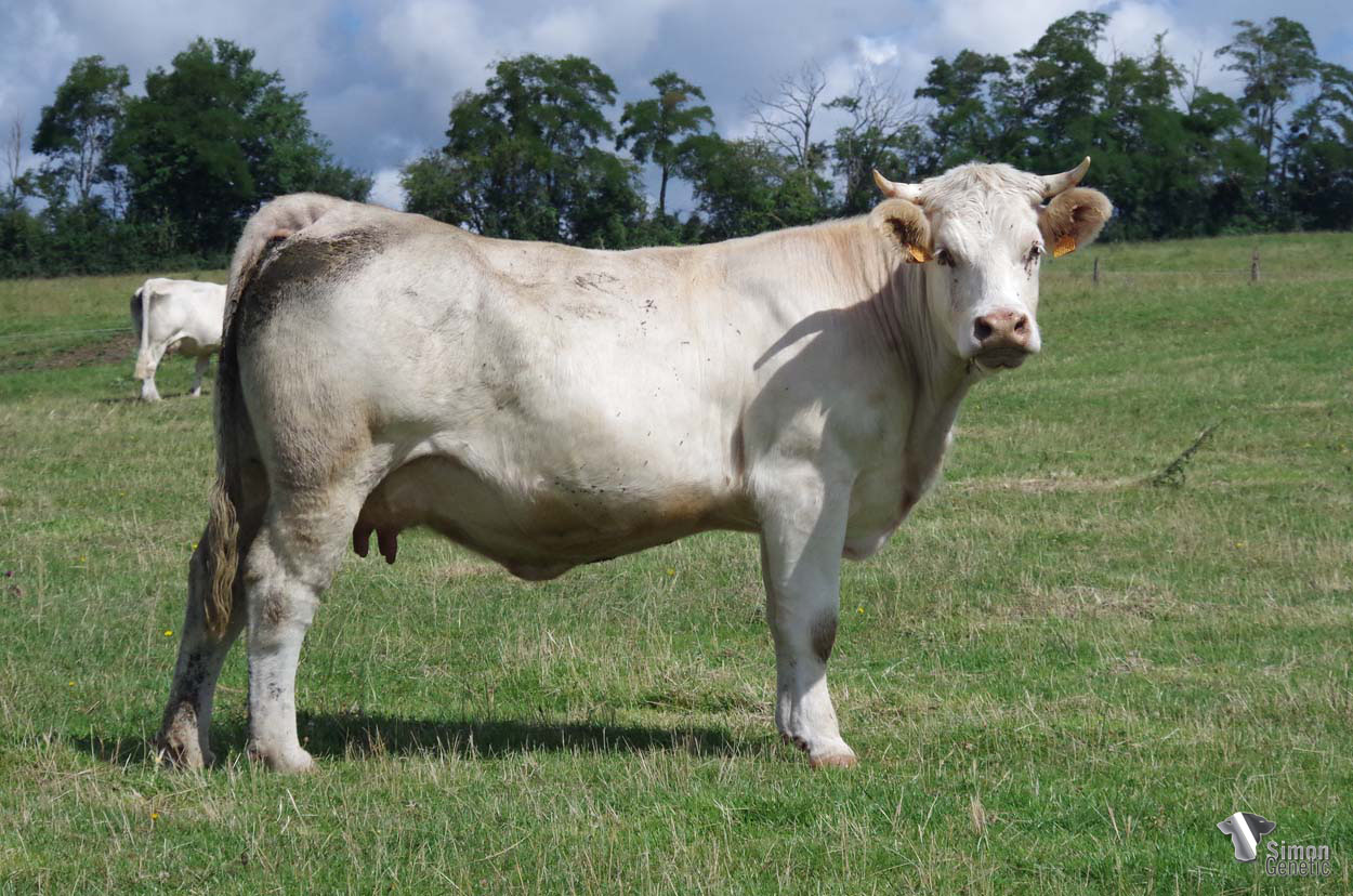 <b>PUSSYMARY</b><br />Née le : 15/04/2019<br /><b>"Femelle de primipare et du taureau à génisses mais également du bon père de mères HUSSARD (SCEA Jubert). Sa mère MELODY MARY descend de la très marquante OLDMARY par la particulièrement racée CHÉRIE MARY. Elle est suitée d'une belle jeune femelle TINYMARY."</b><br /><img src="https://www.simongenetic.com/wp-content/uploads/2021/01/icon-pdf.png" /> <a class="img-wrap-spe" href="https://www.simongenetic.com/wp-content/uploads/2022/07/pussymarydes.pdf" target="_blank" rel="noopener">Pédigrée ici</a><br /><img src="https://www.simongenetic.com/wp-content/uploads/2021/02/icon-call.png" /> <a class="img-wrap-spe" href="https://www.simongenetic.com/contact?subject=pussymary-dessauny" target="_blank" rel="noopener">Je veux être contacté par Simon Genetic</a><br />
